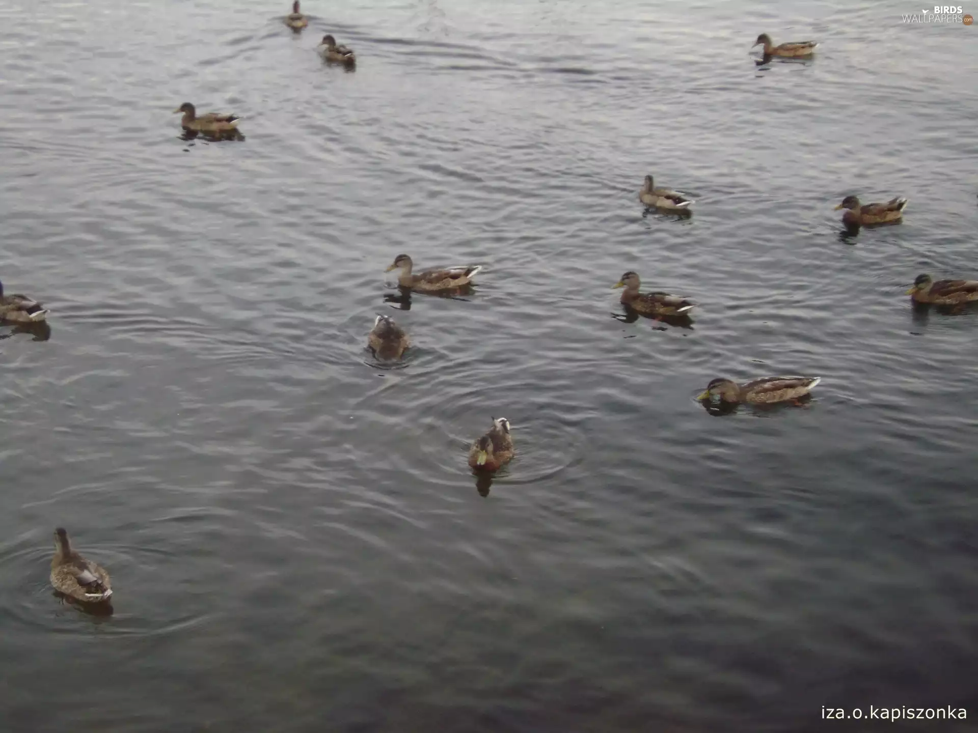 sea, jastarnia, ducks