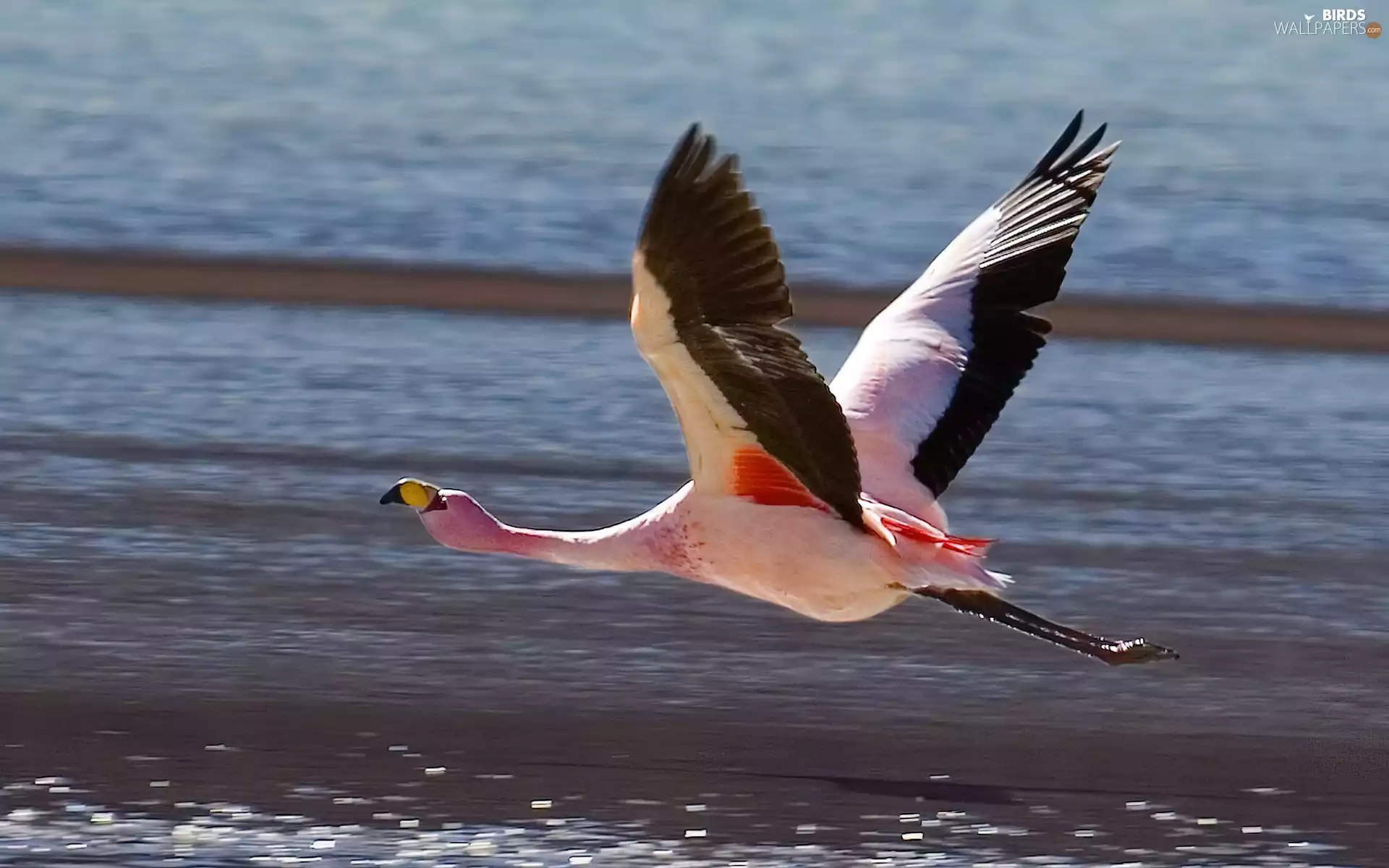 sea, flying, flamingo
