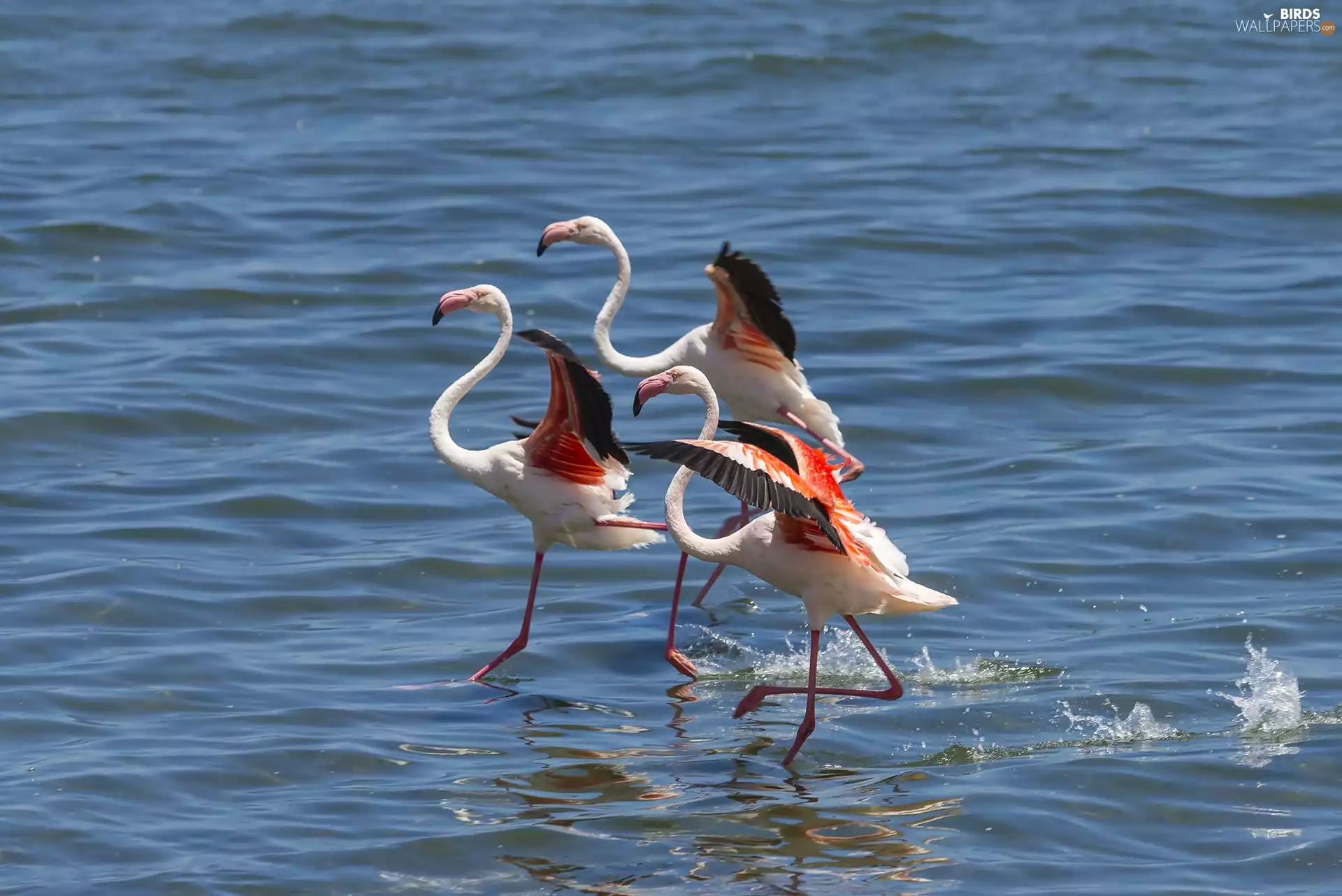 sea, Three, Flamingos