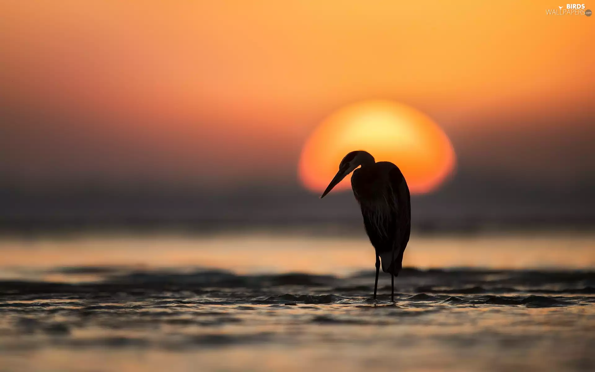 Great Sunsets, heron, sea