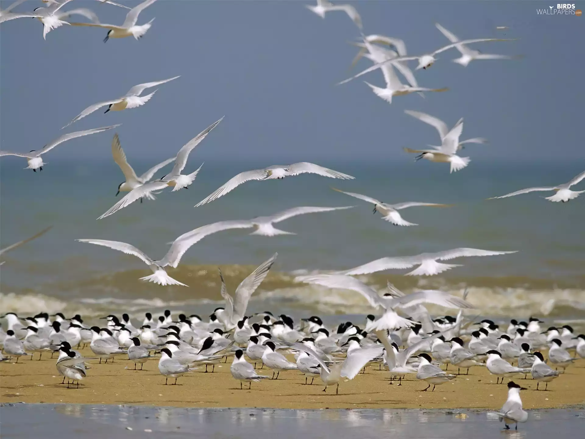 sea, birds, gulls