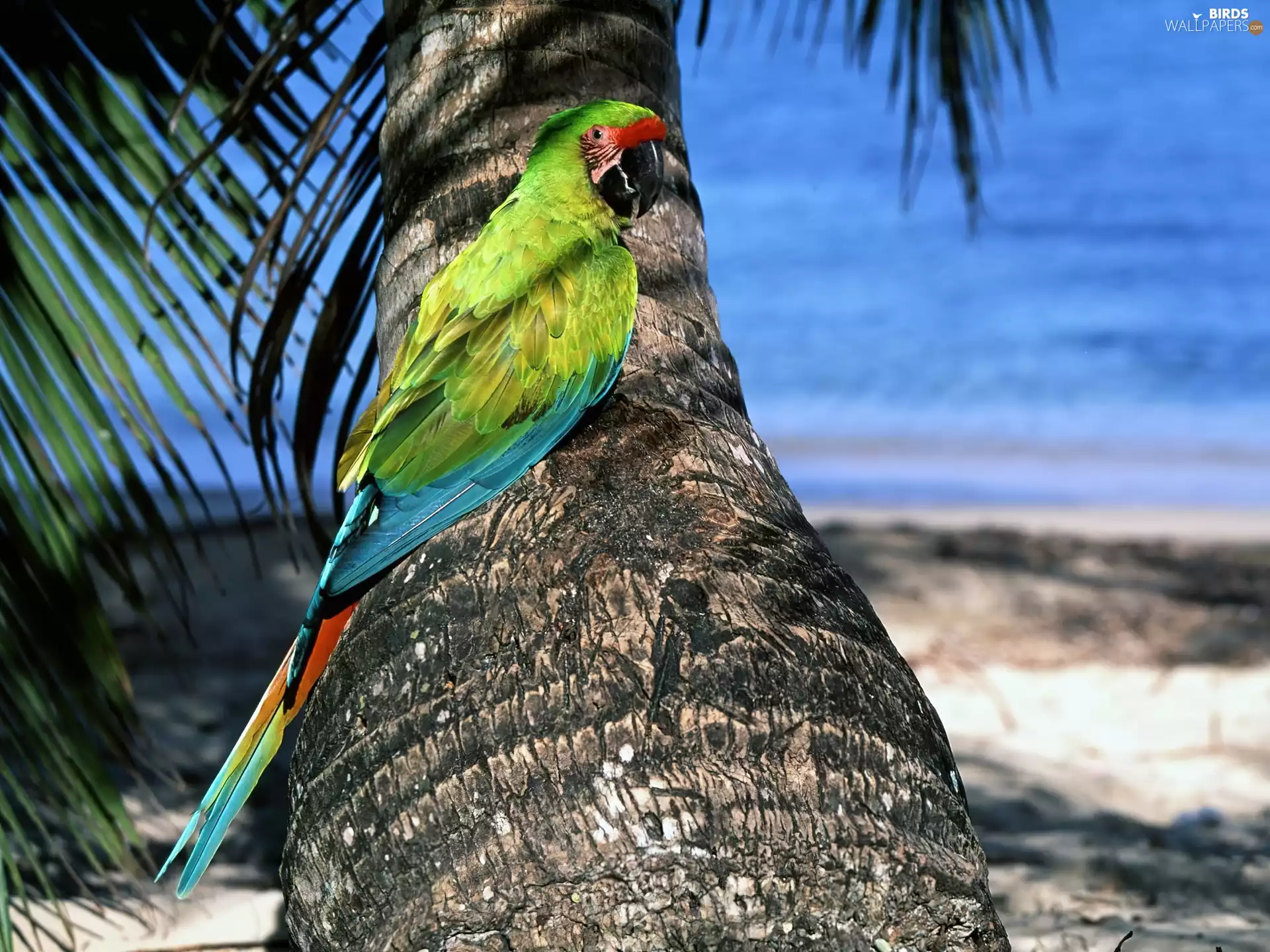 sea, Palm, parrot