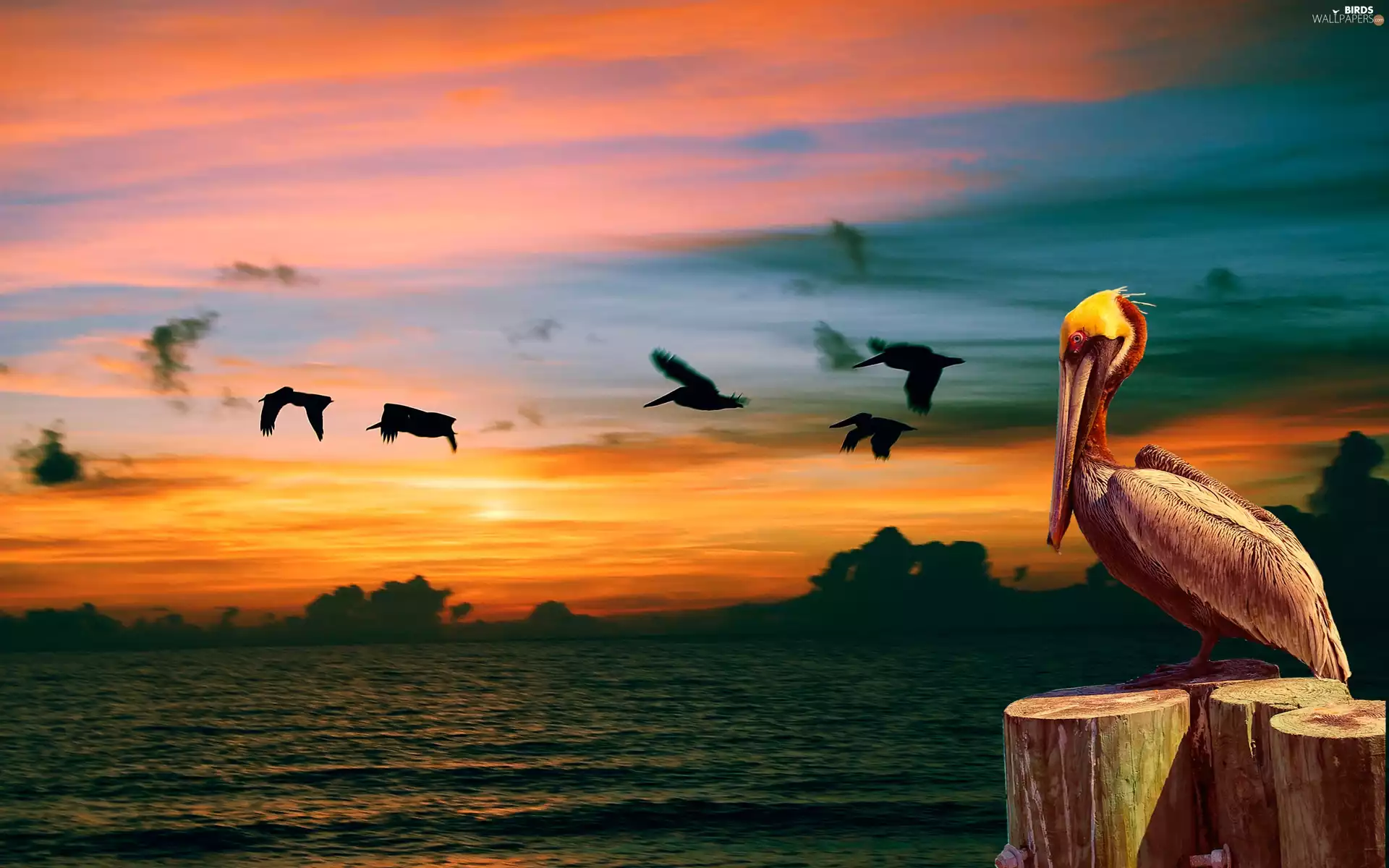 pelican, birds, Sky, sea