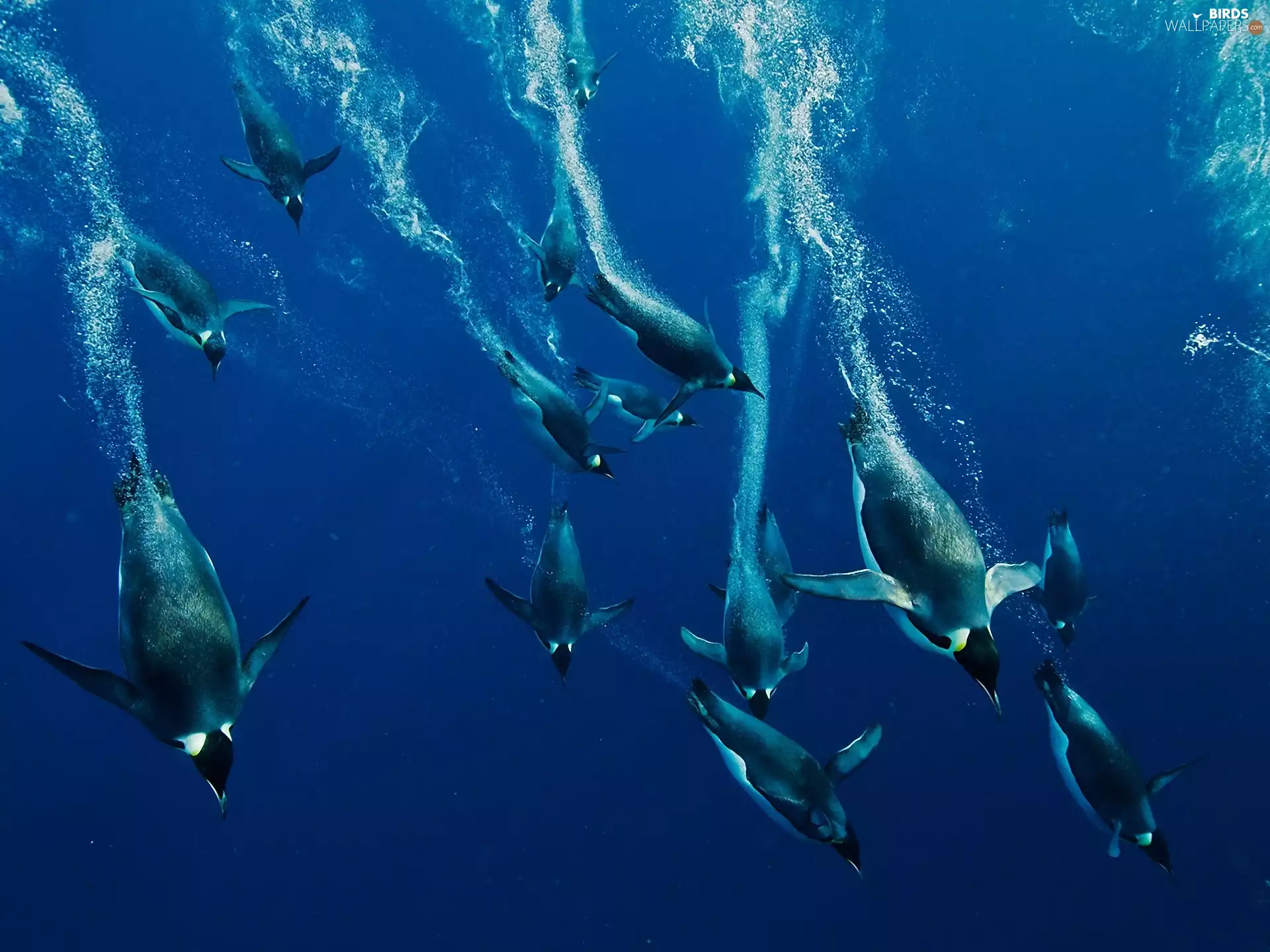sea, diving, penguin