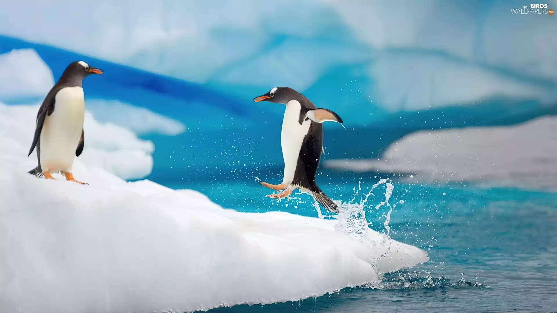 sea, penguin, play
