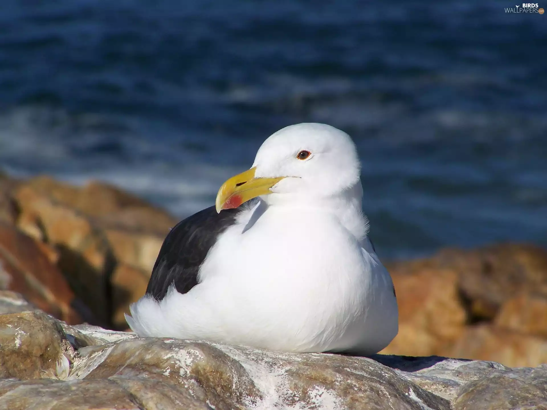sea, Tern, rocks
