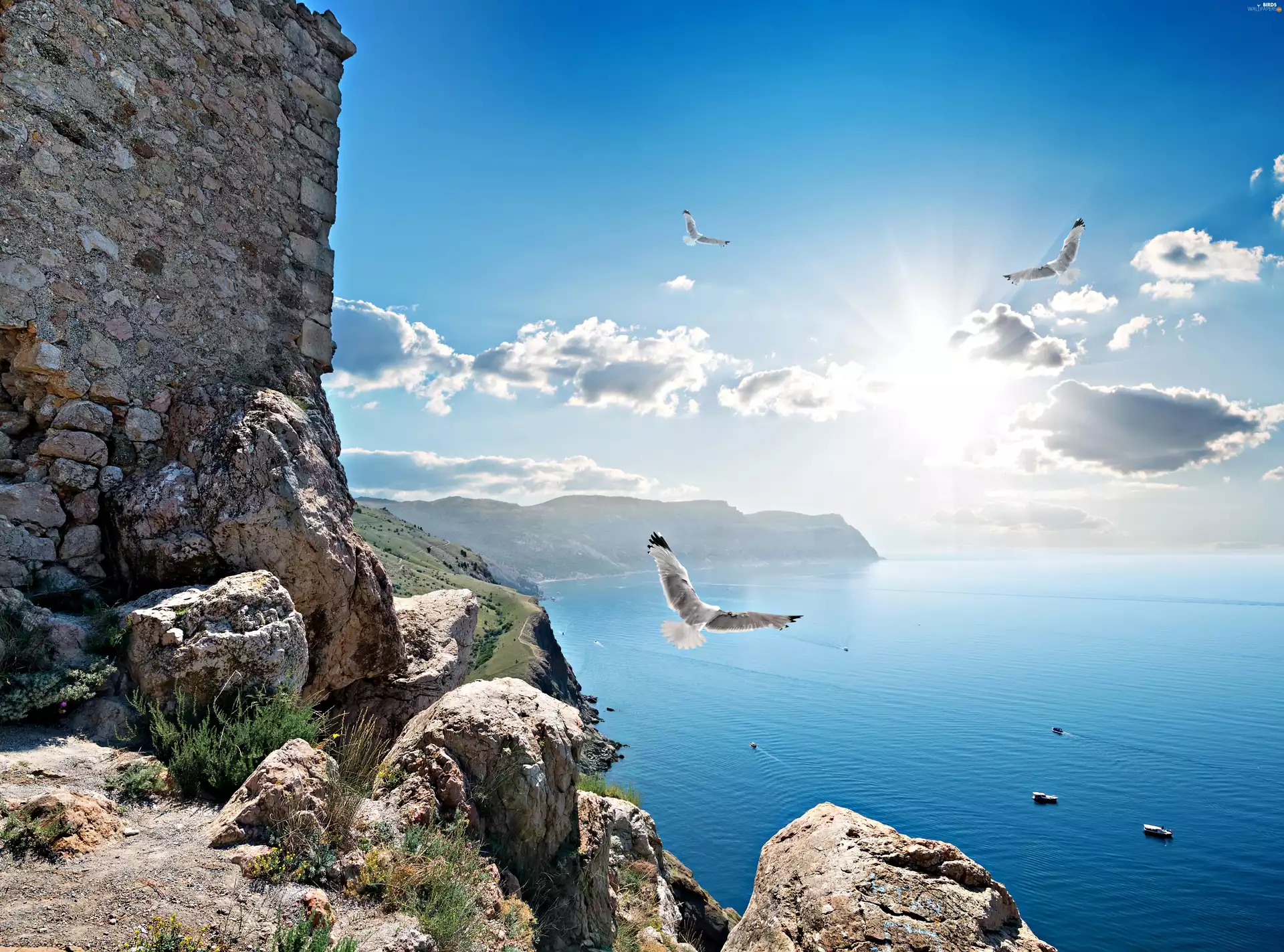 rocks, Crimea, gulls, sea, Coast, Russia