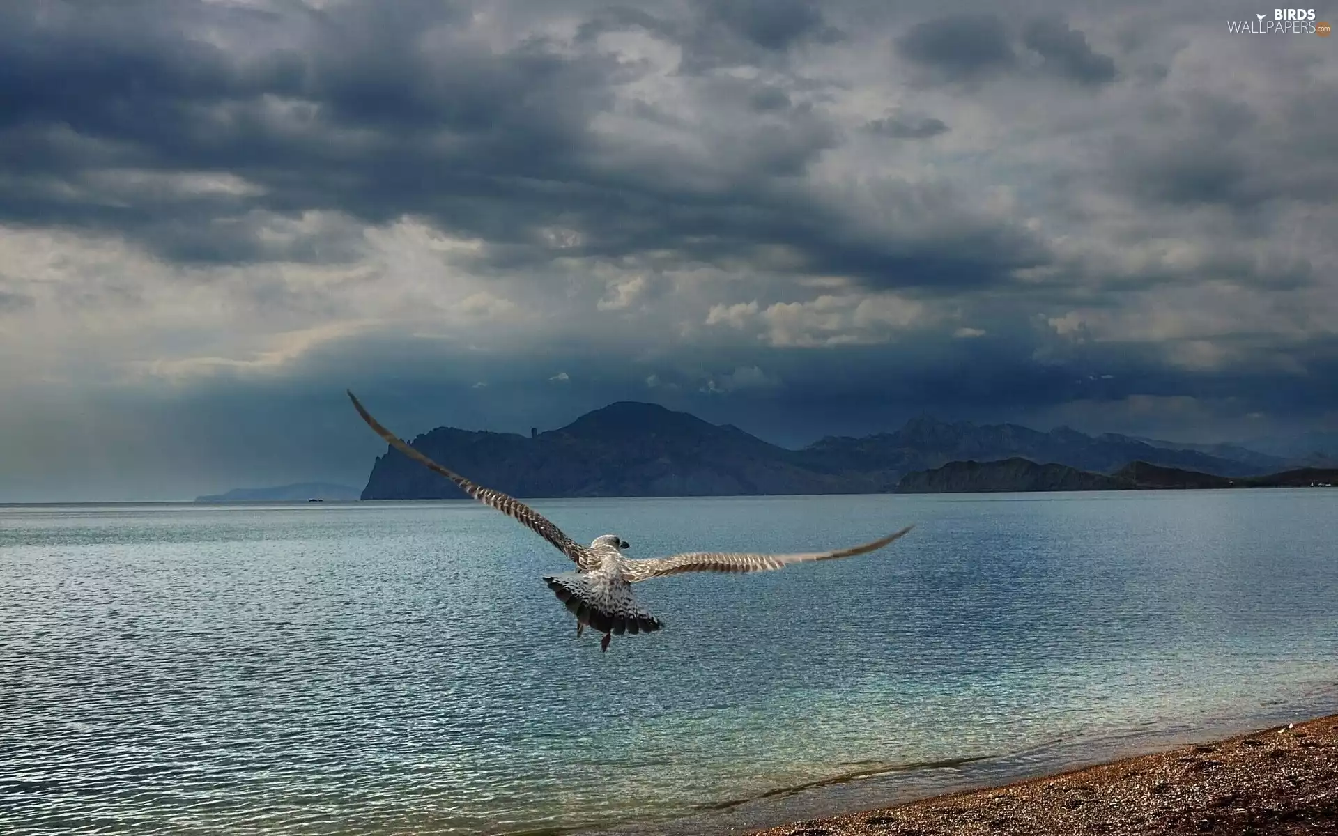seagull, Clouds, Sky, sea