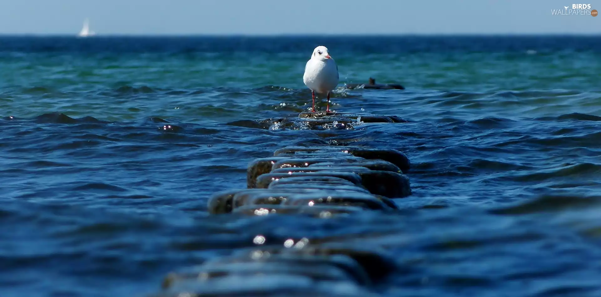sea, seagull