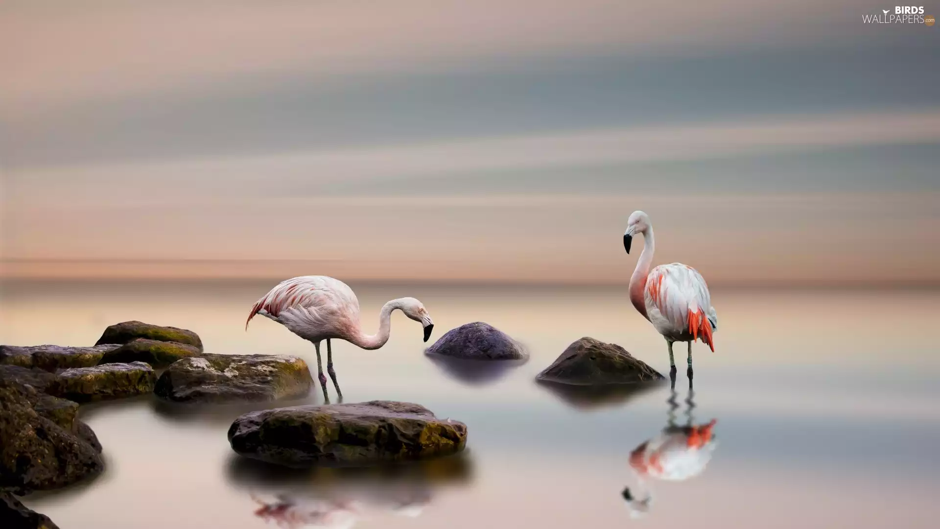sea, flamingo, Stones