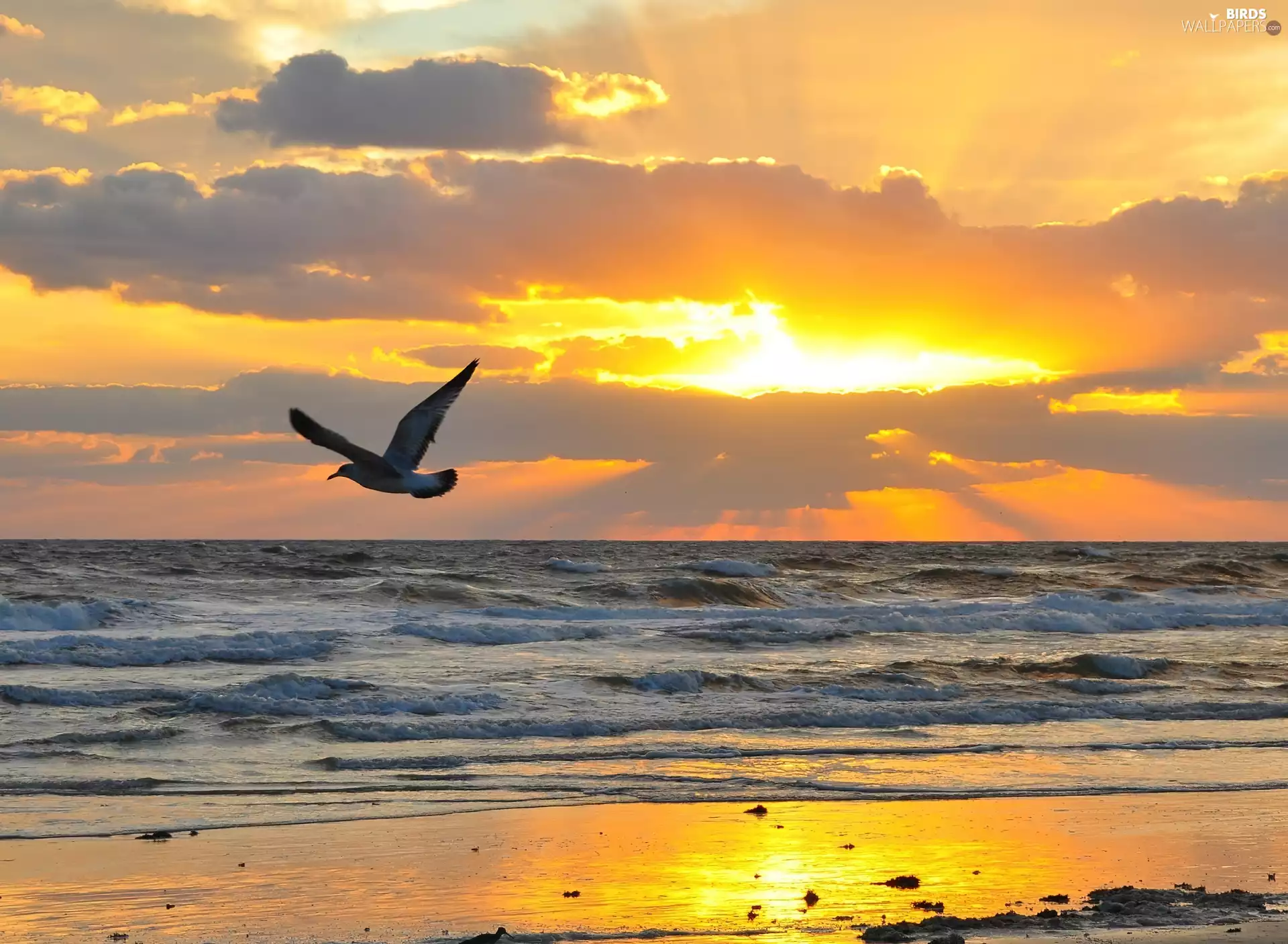 rays of the Sun, seagull, Waves, Sky, sea