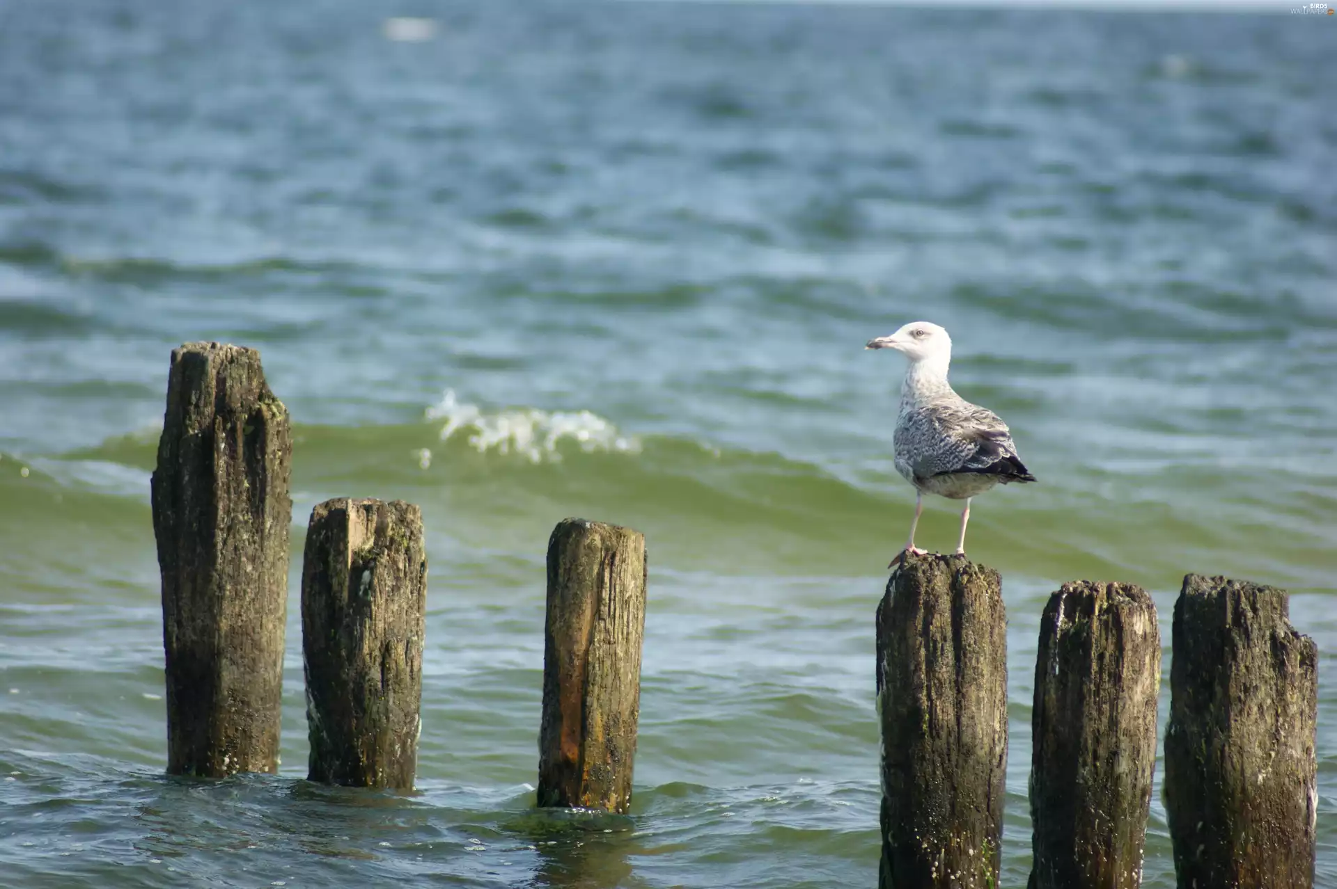 The Baltic, seagull, sea