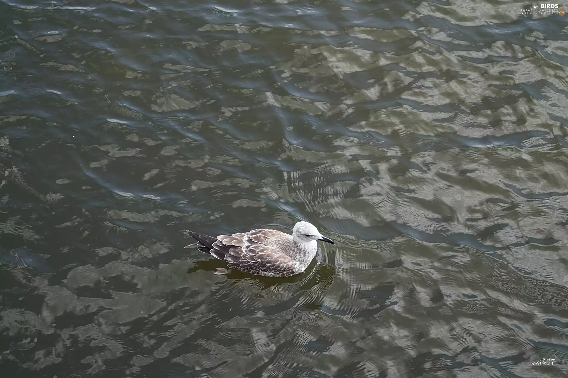The Baltic, seagull, sea