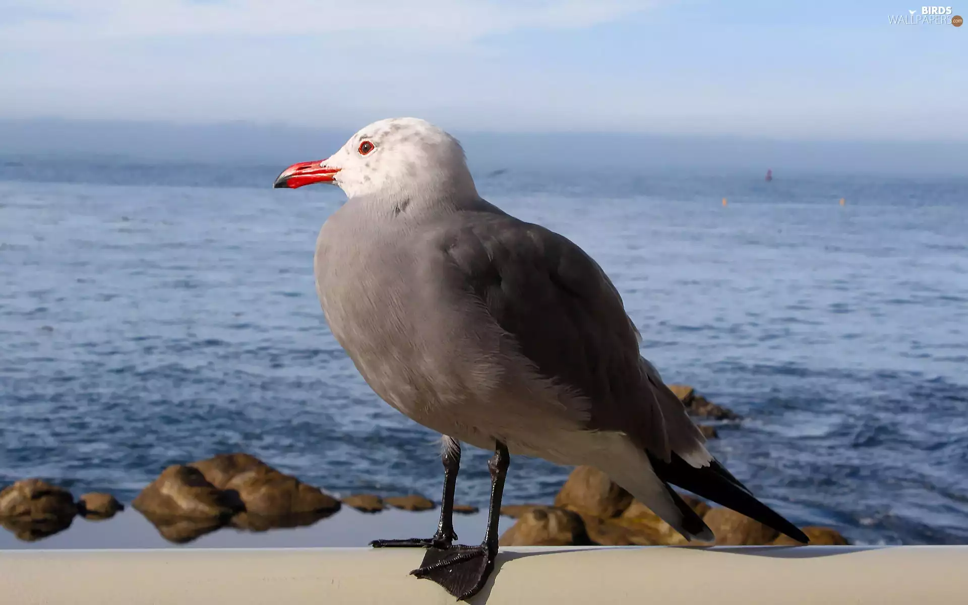seagull