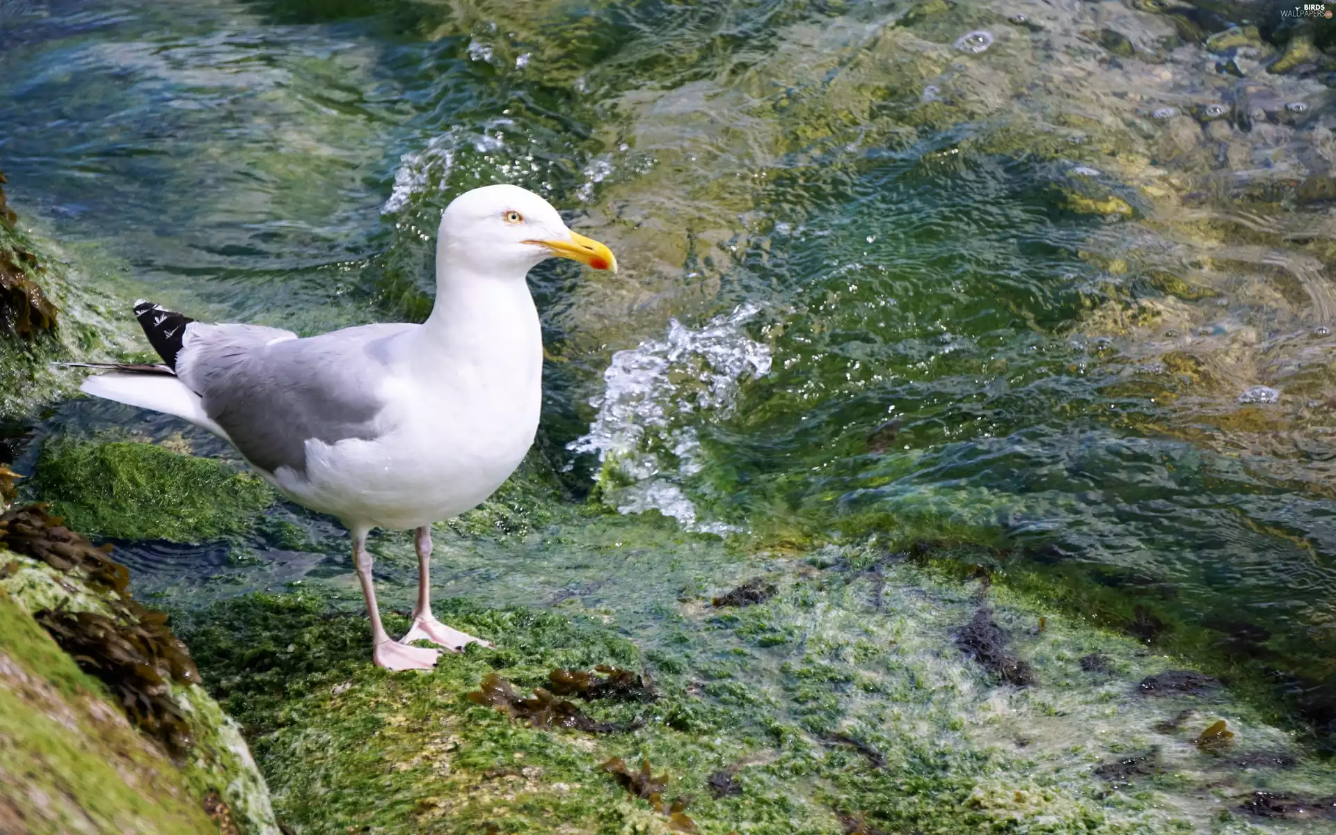 seagull