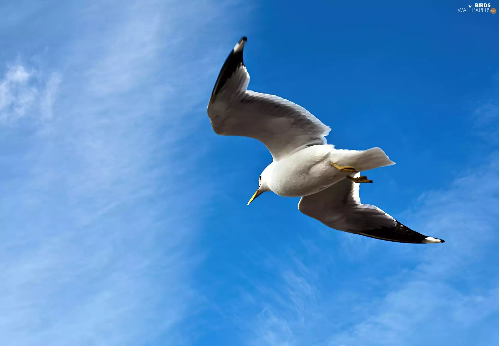 seagull