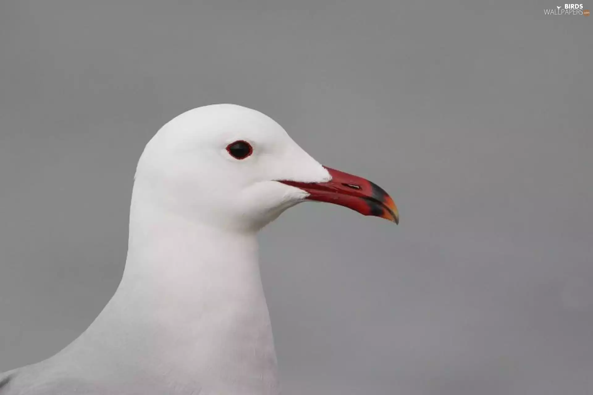 seagull