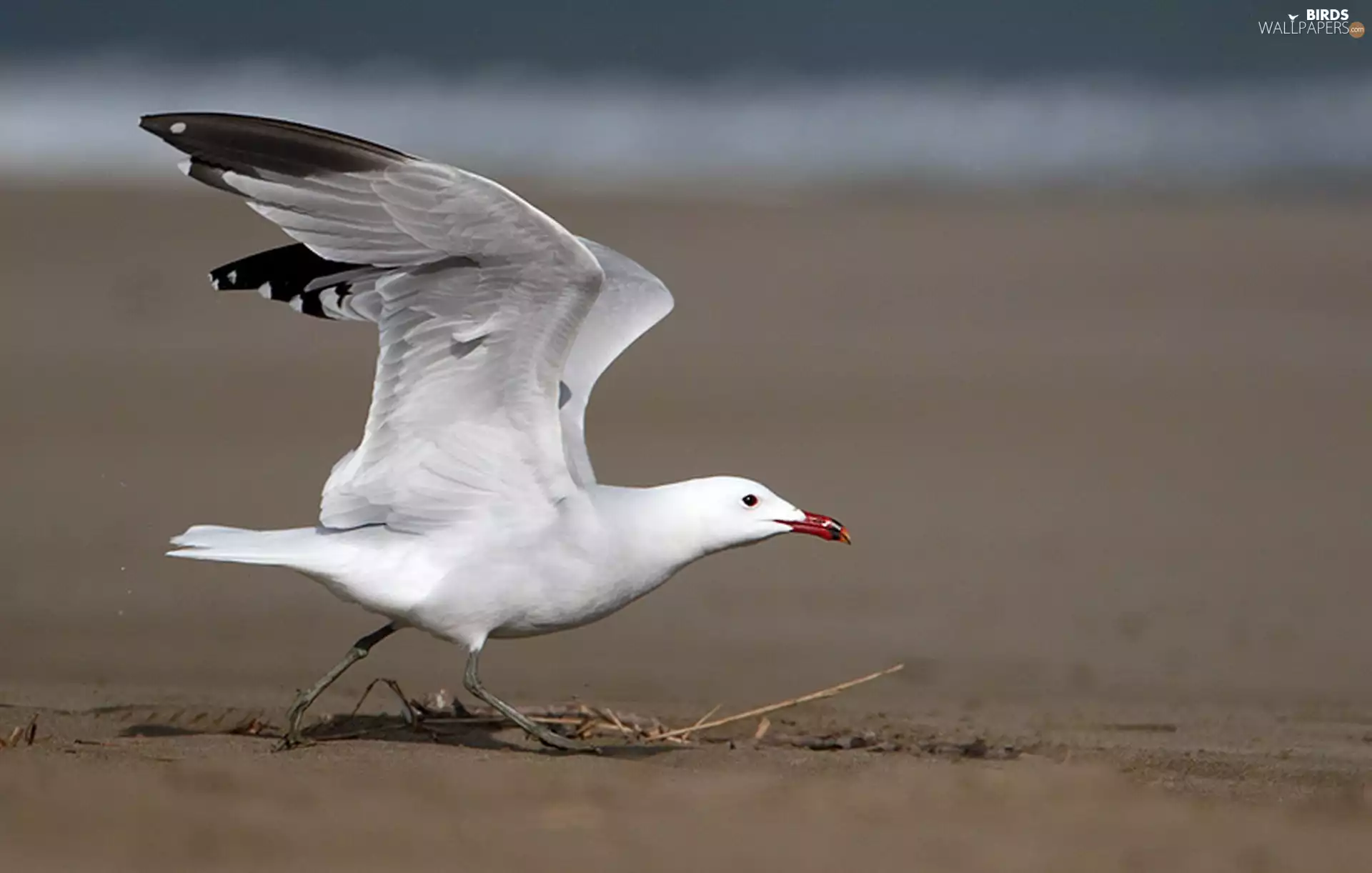 seagull, Beaches