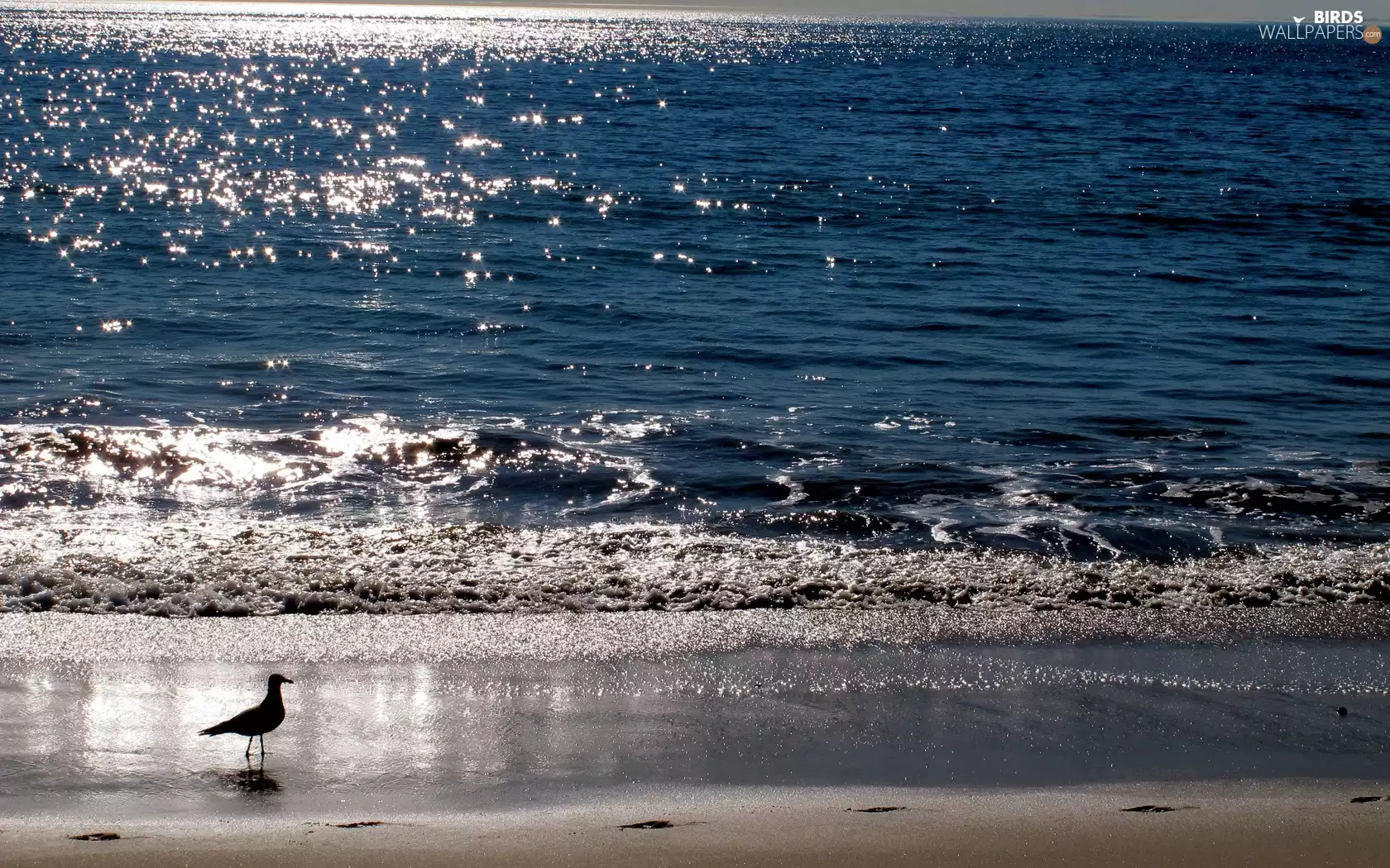sun, seagull, Beaches, rays, sea