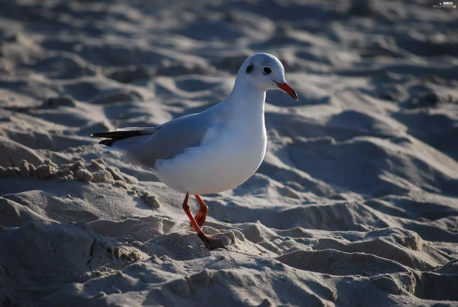 seagull, Beaches
