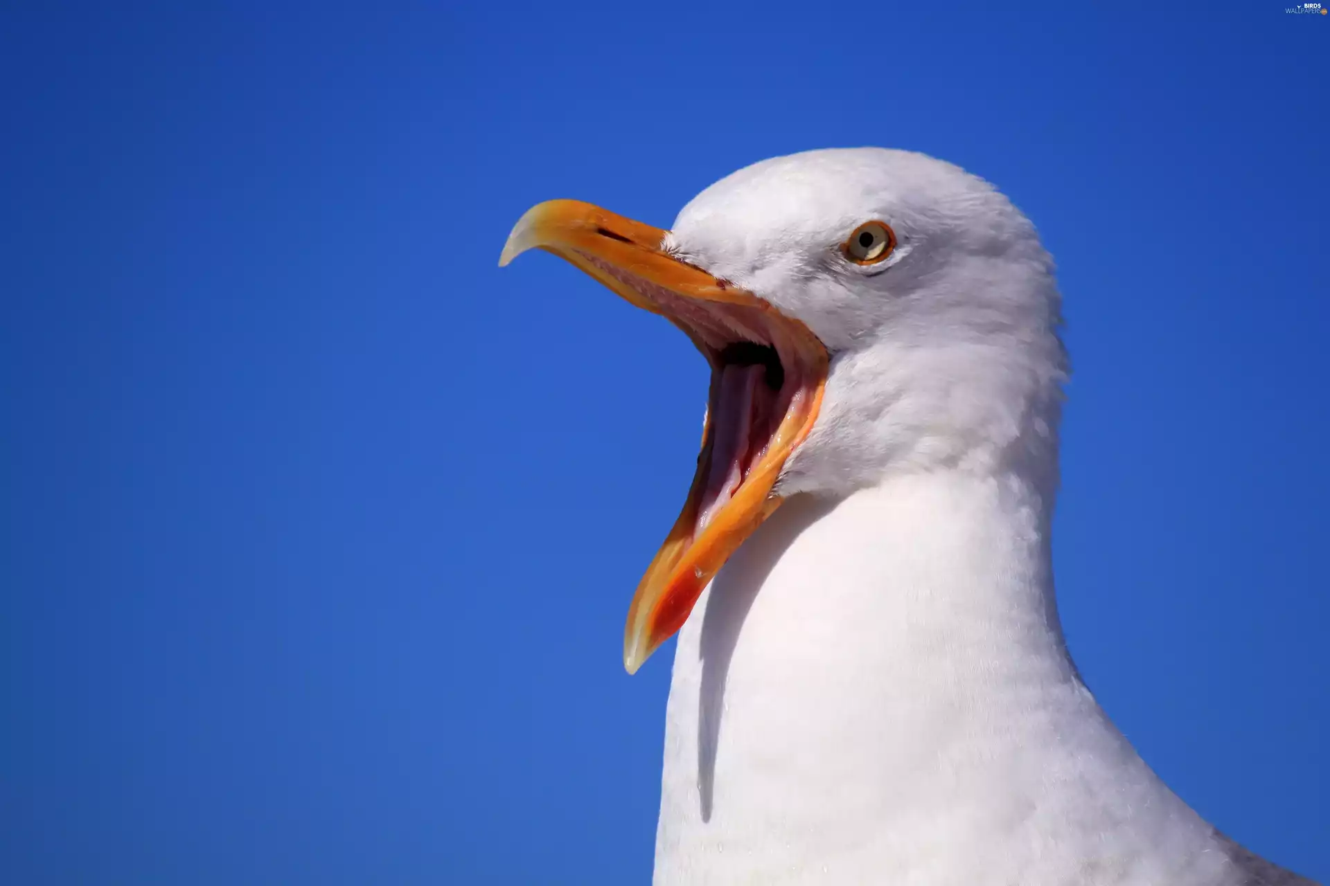 seagull, Bird