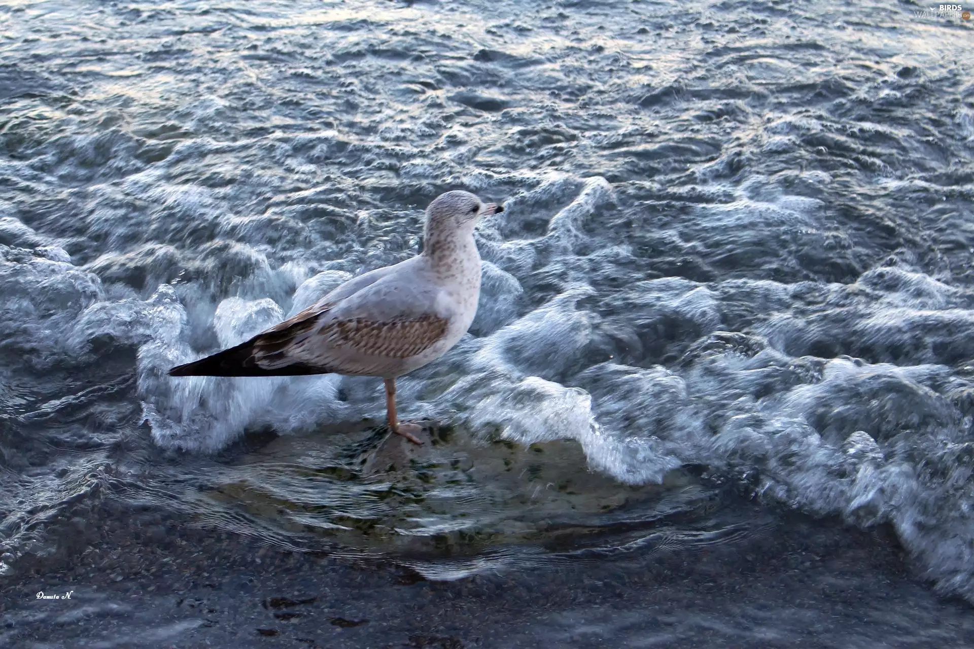Bird, Waves, sea, seagull