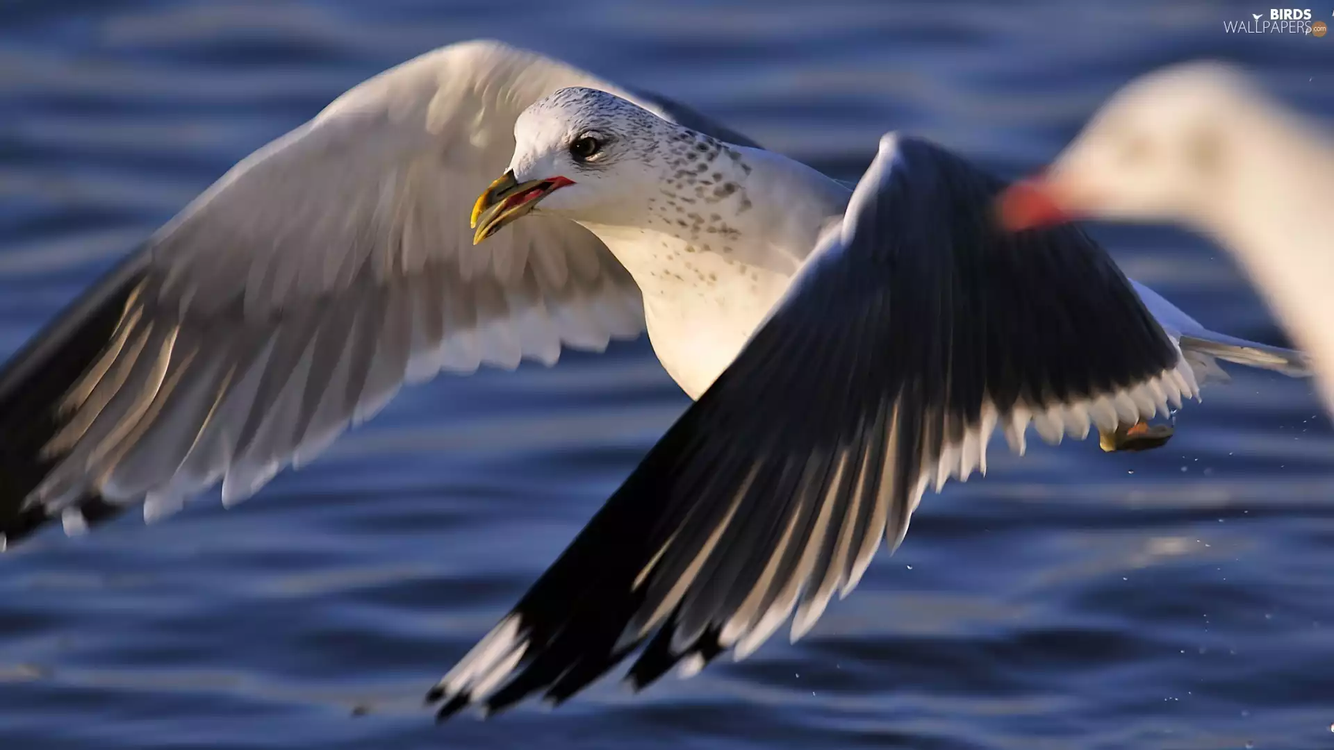 Bird, water, wings, seagull