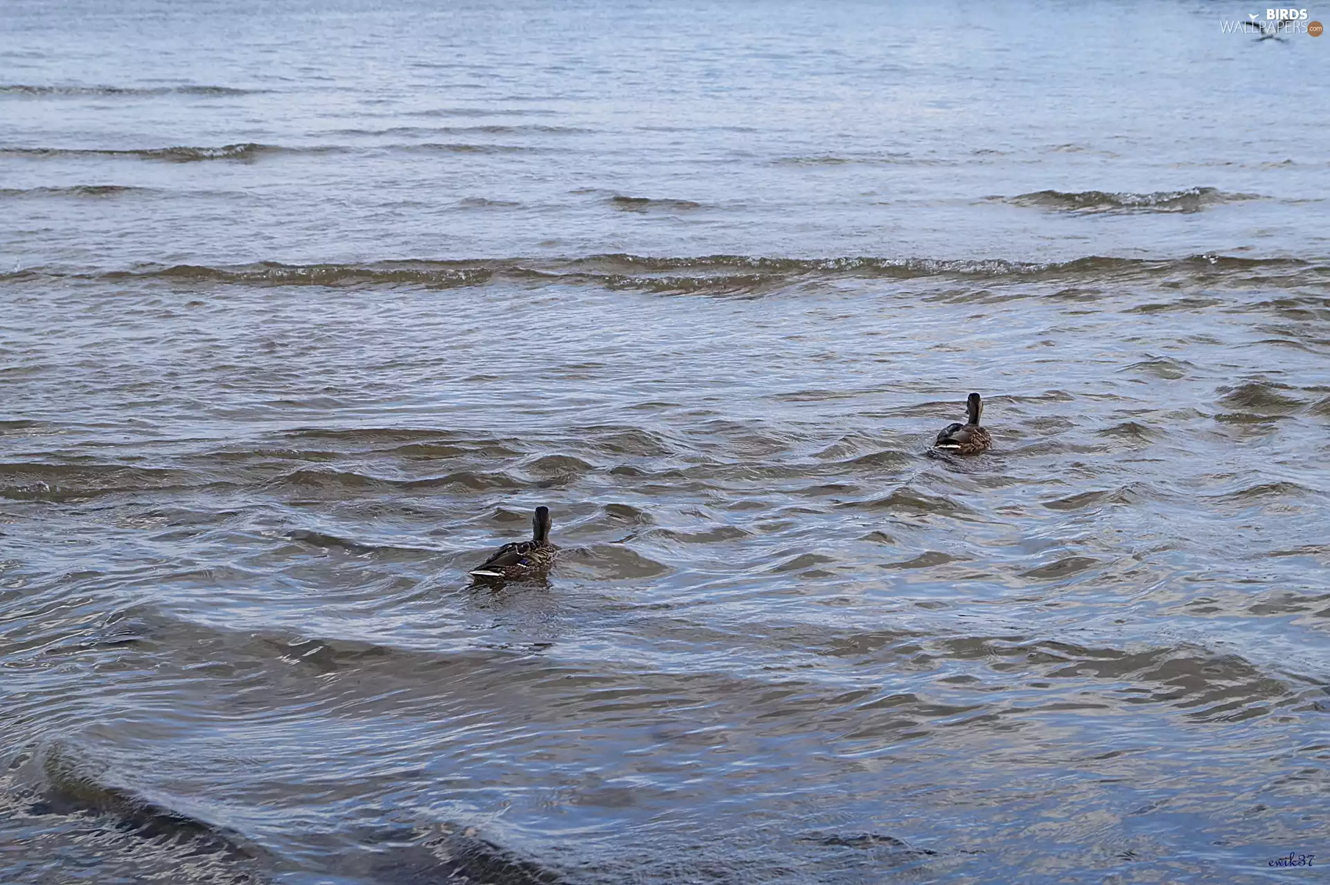 seagull, sea, ducks