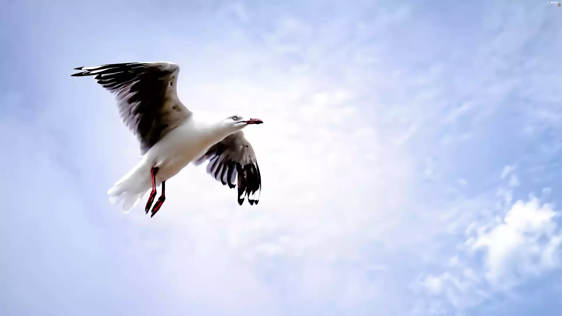seagull, flight