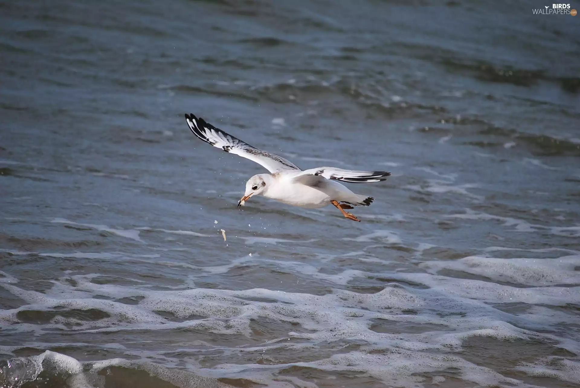 seagull, food