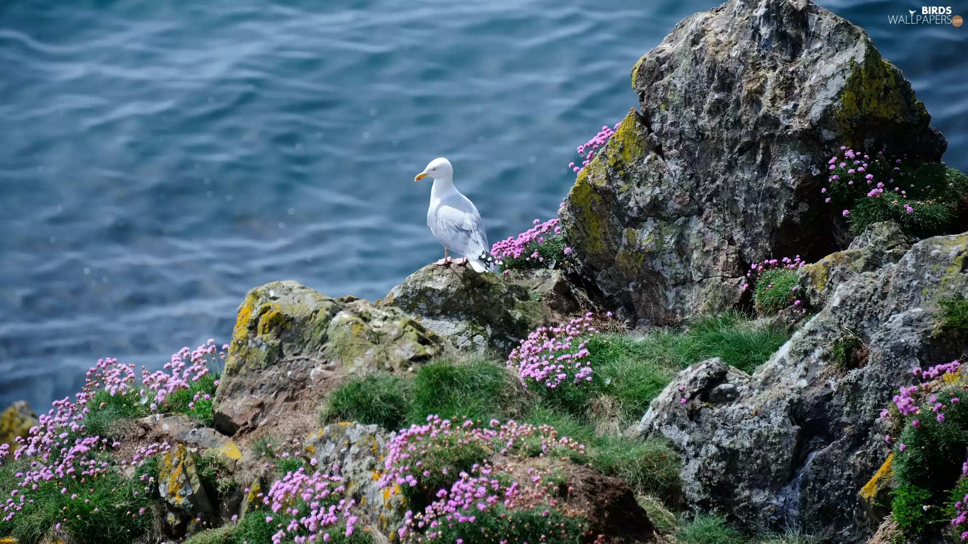 Rocks, sea, Bird, seagull, Flowers, grass