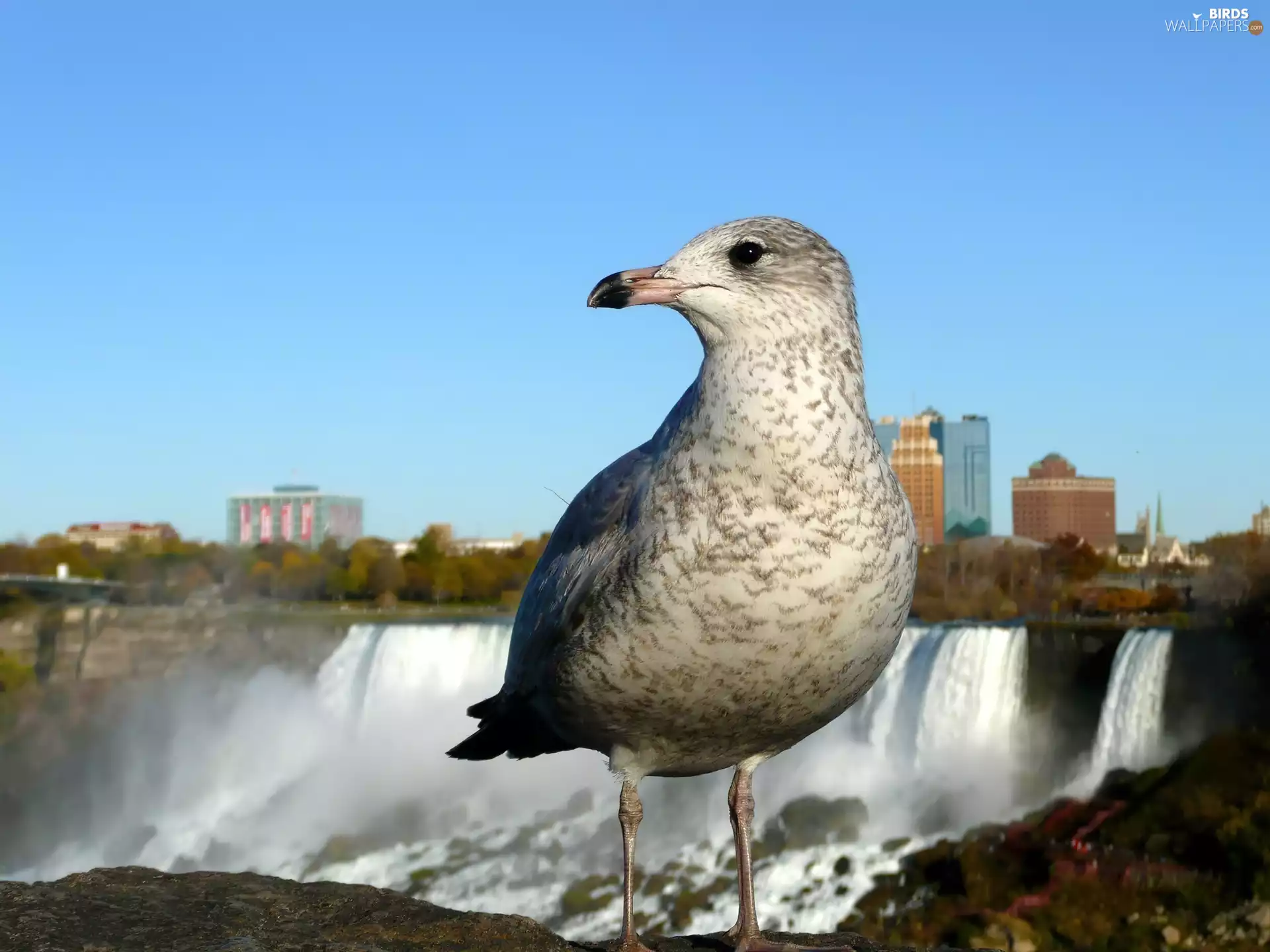 seagull, waterfall, panorama