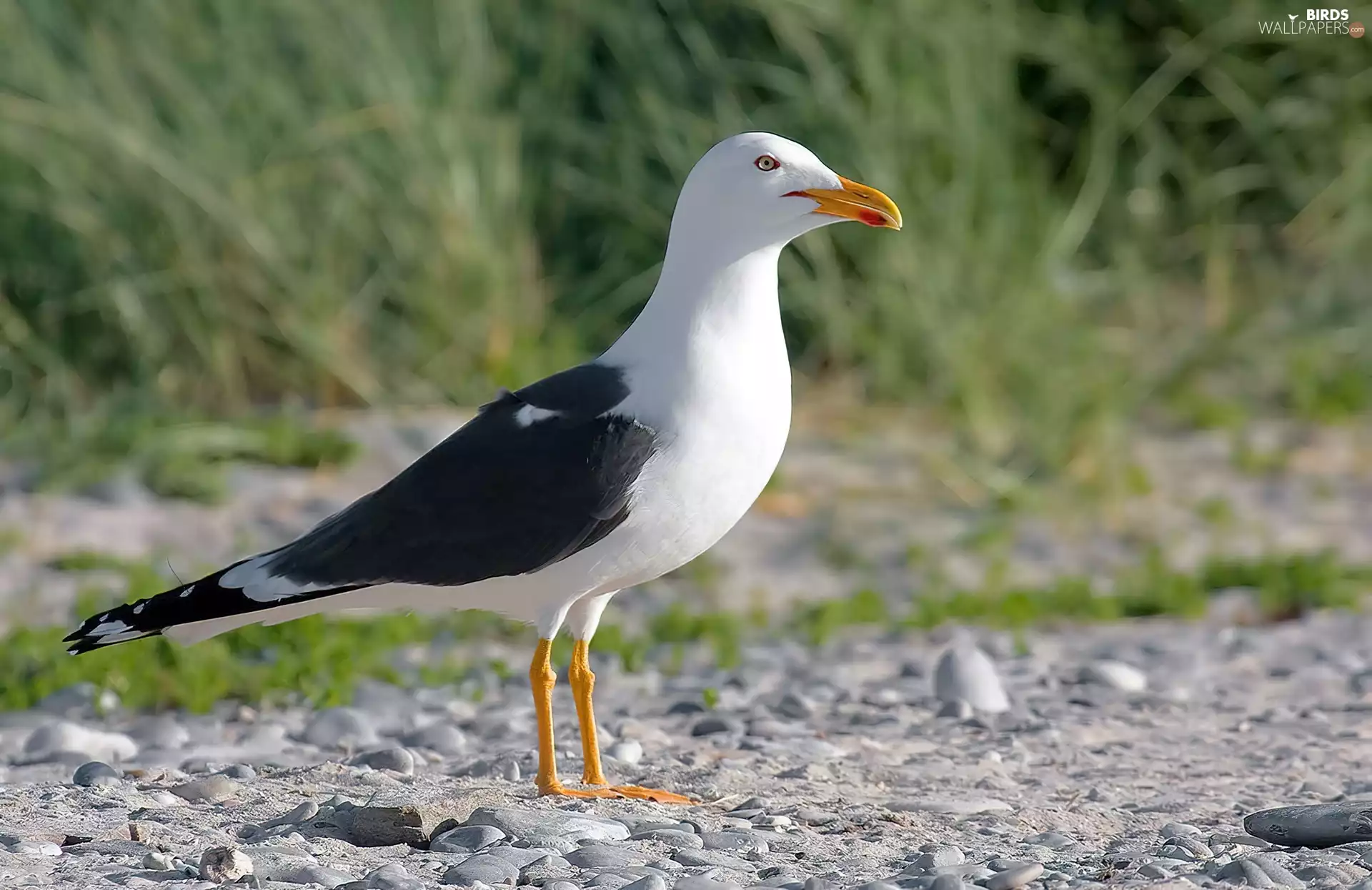 Seagull yellowleg, pebbles