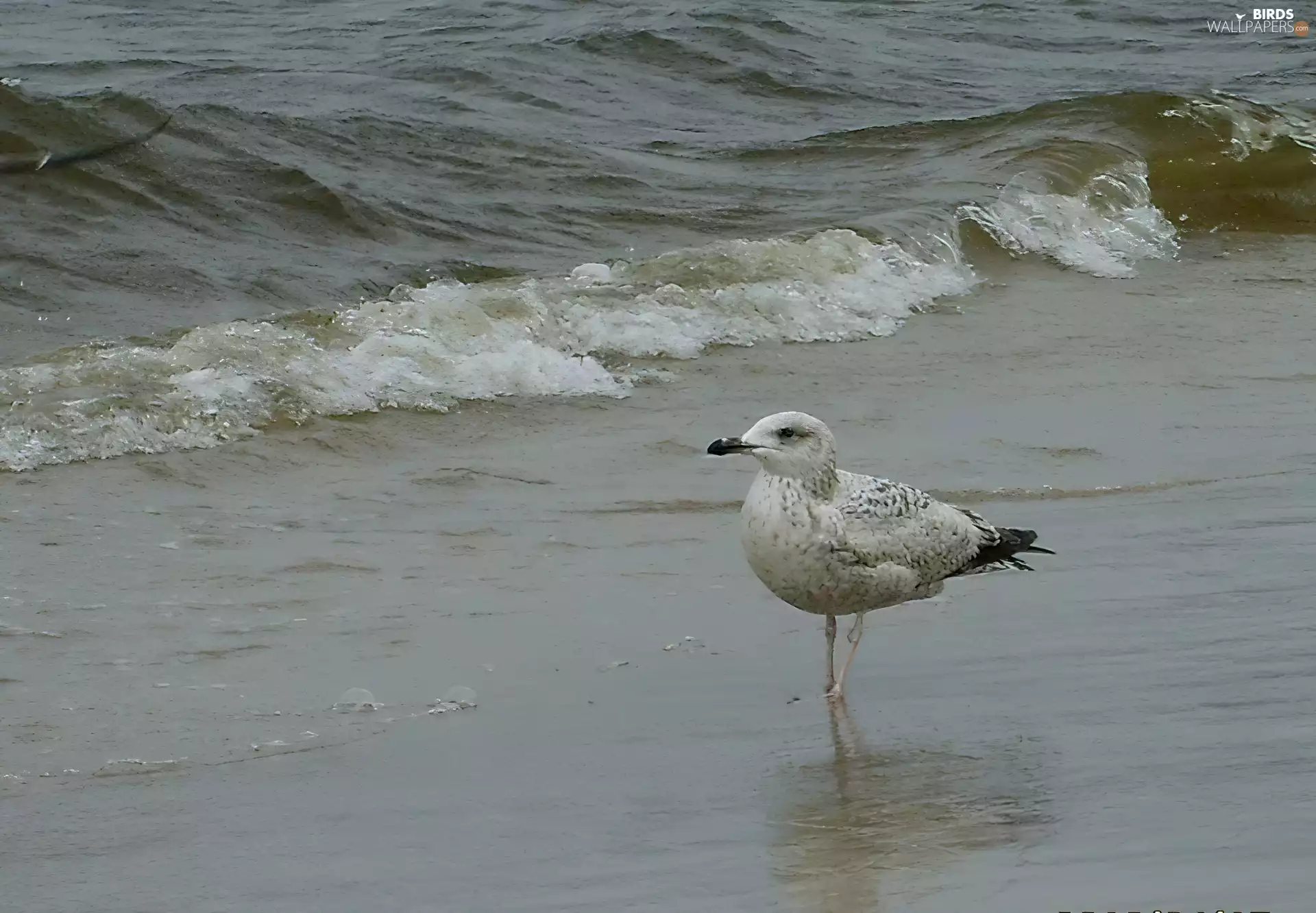 seagull, sea