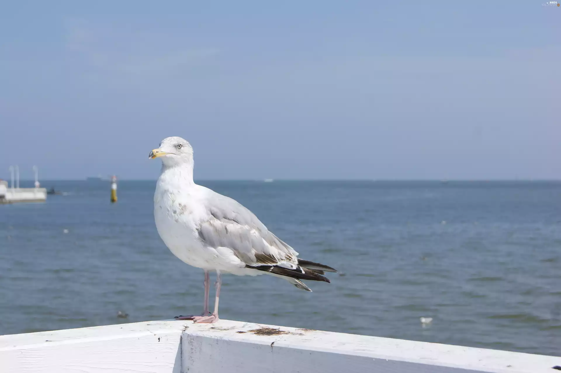 seagull, sea