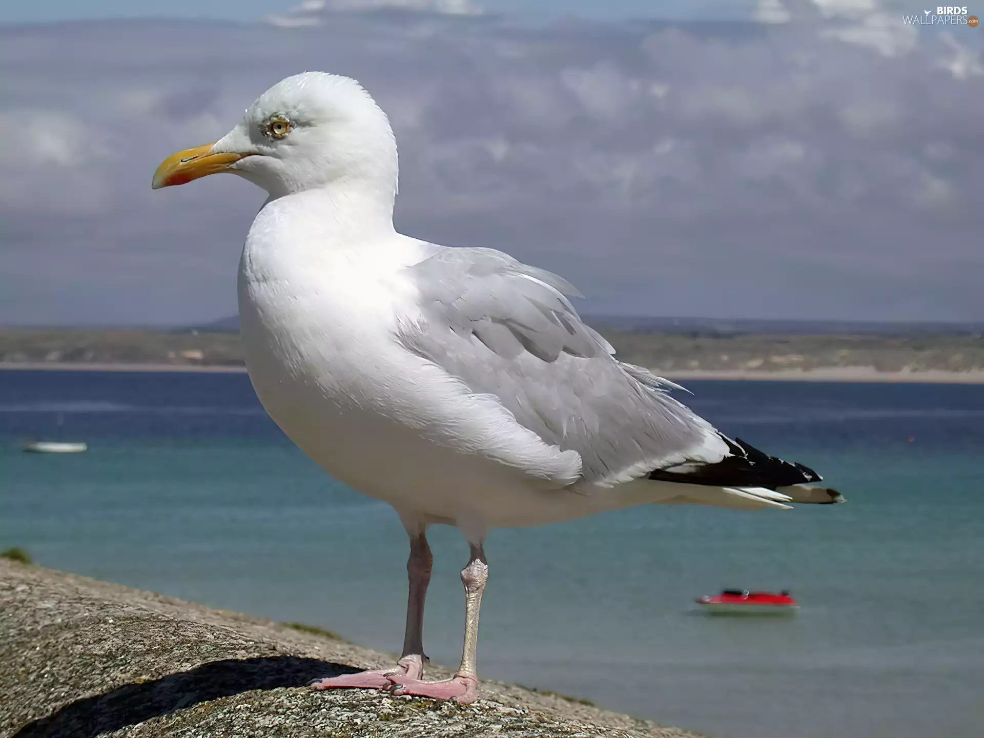 seagull, sea