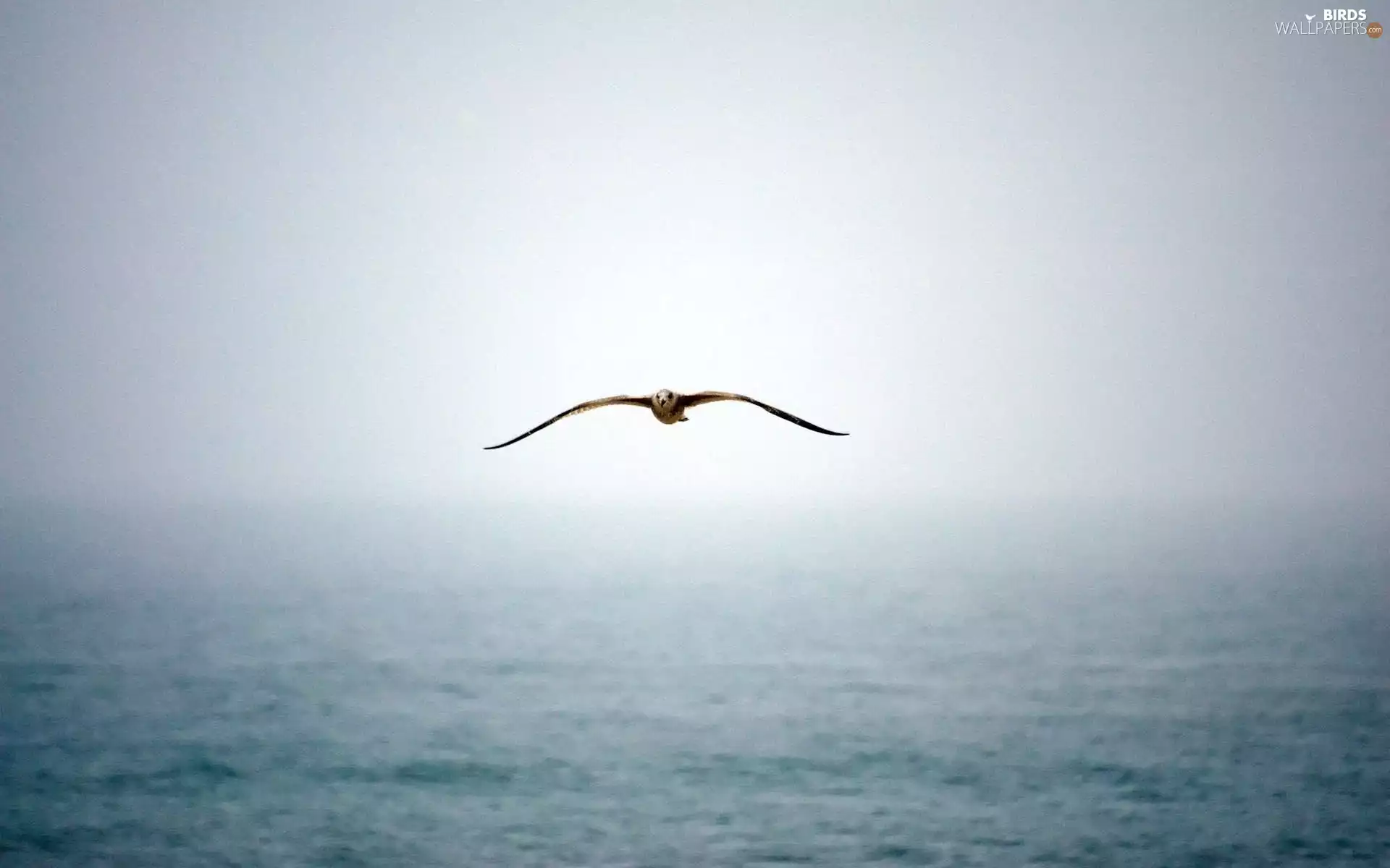 seagull, sea