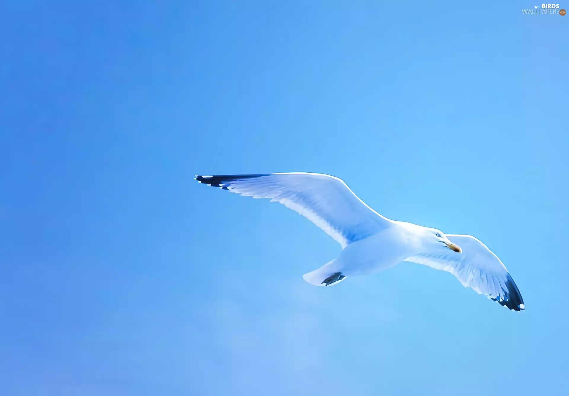seagull, Sky