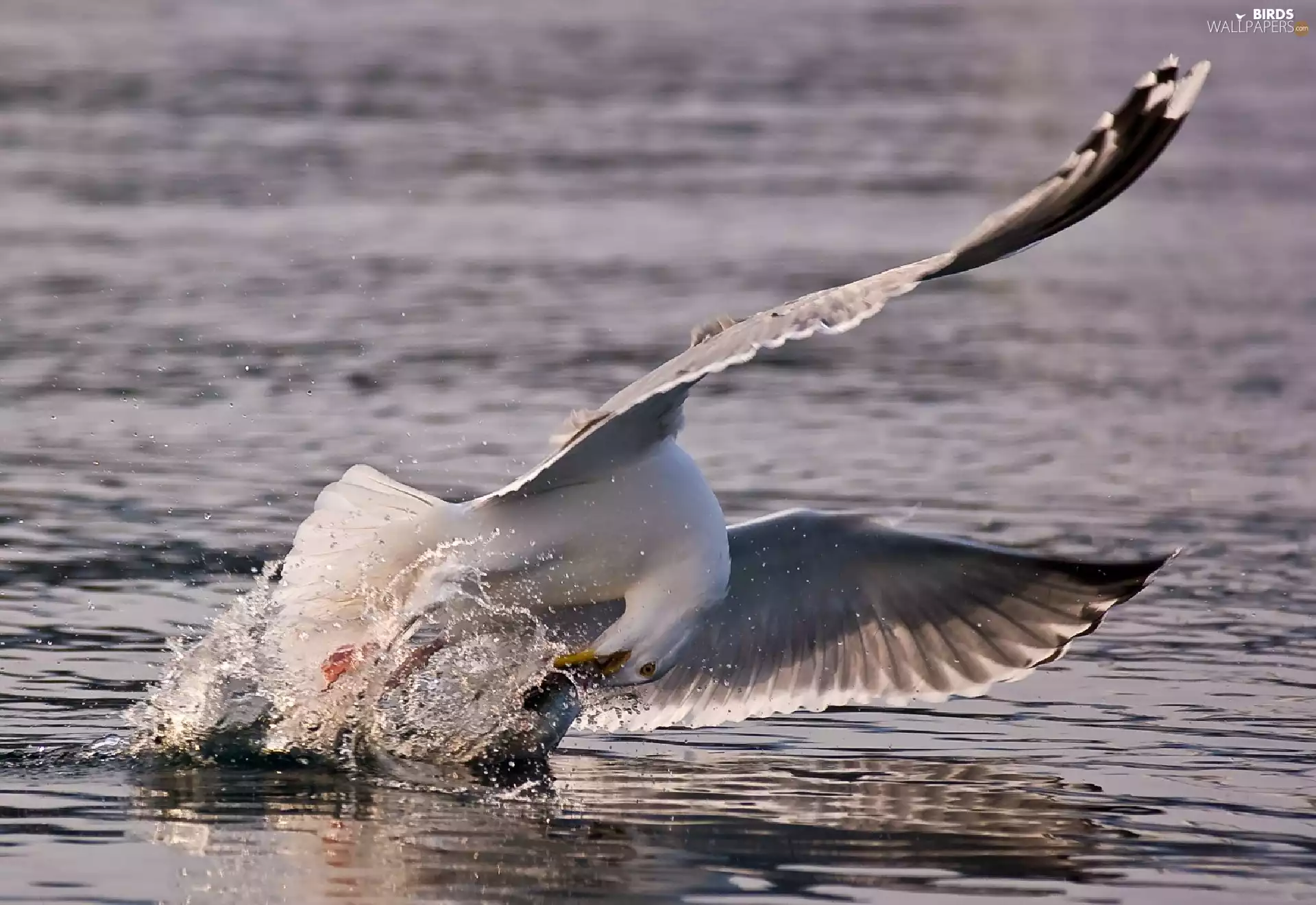 seagull, fish, water