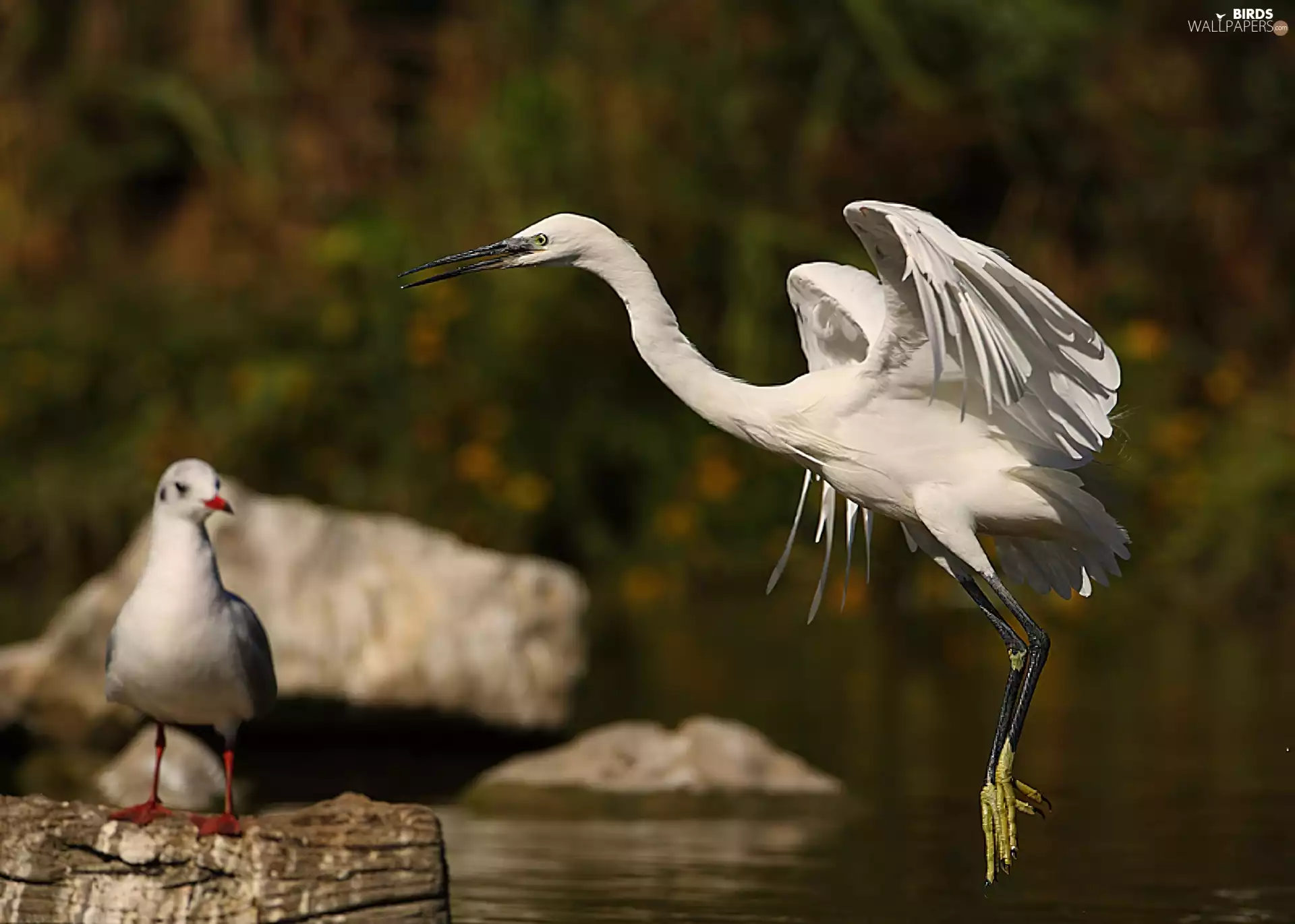 seagull, heron, White