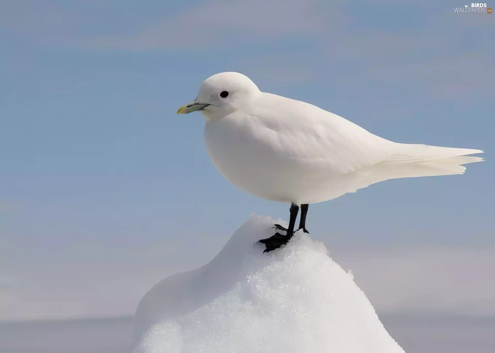 White, Icecream, Sky, seagull