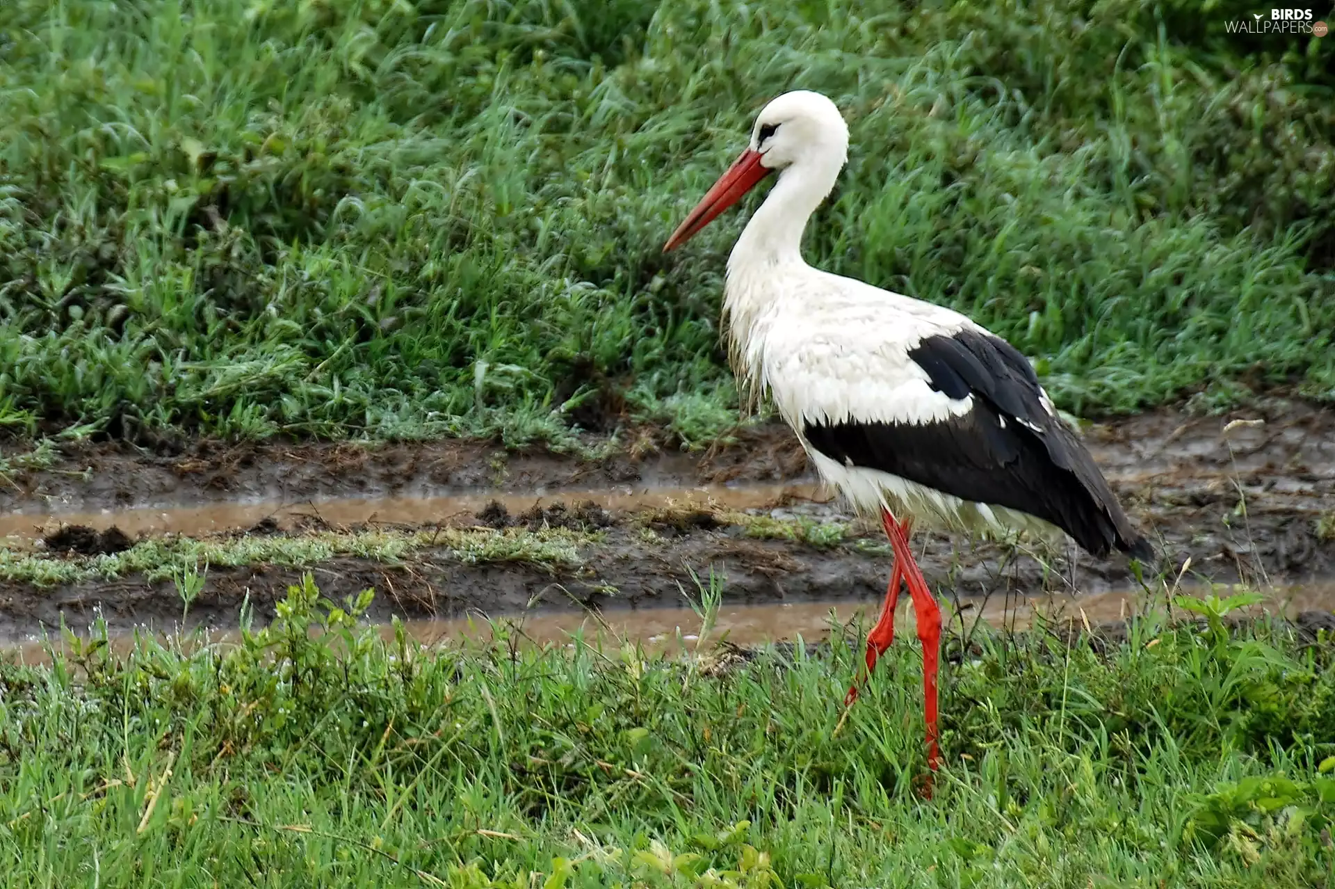 Park, Serengeti, stork, national, Meadow