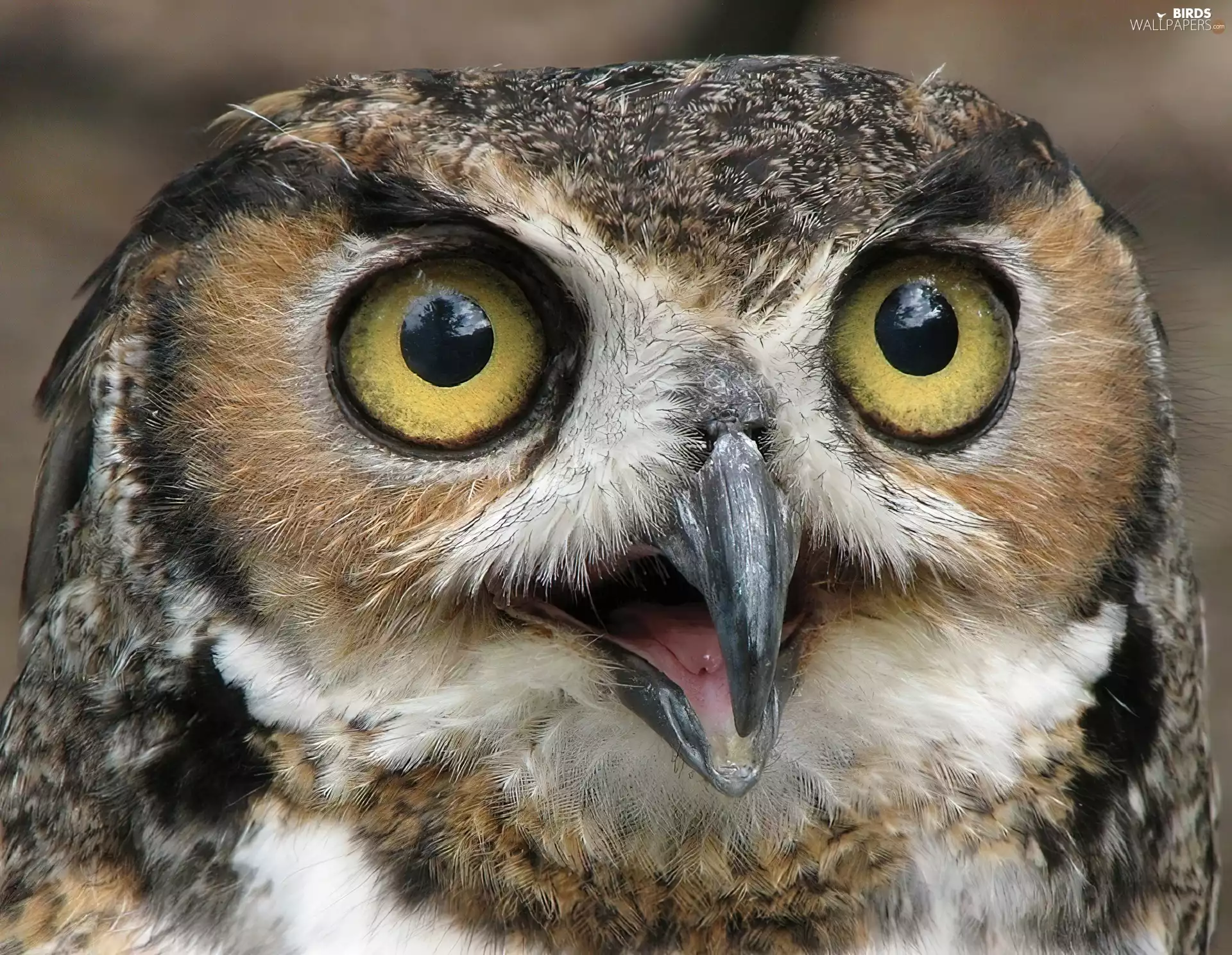 nose, eagle-owl, sharp