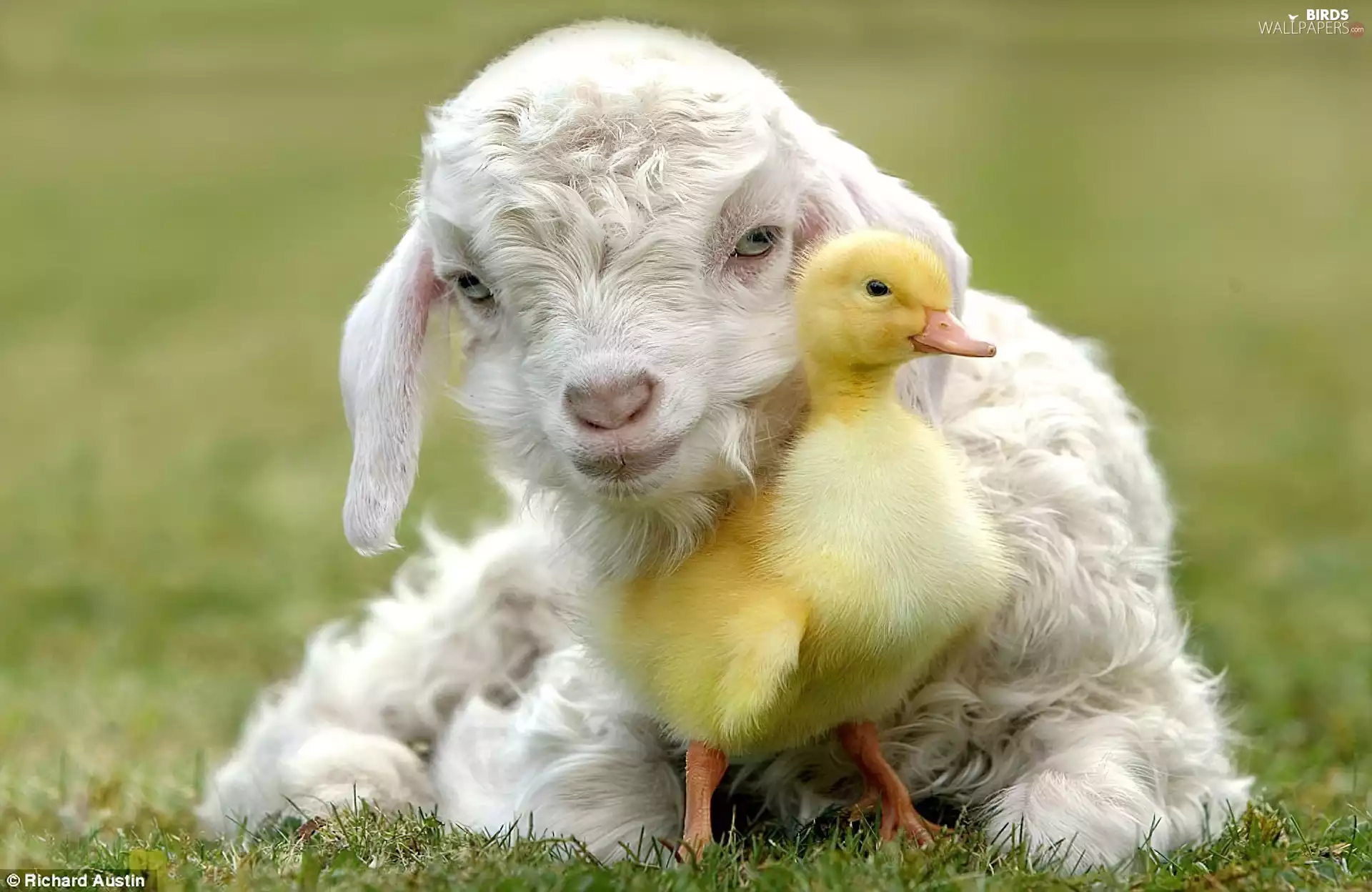 White, small, Ducky, sheep