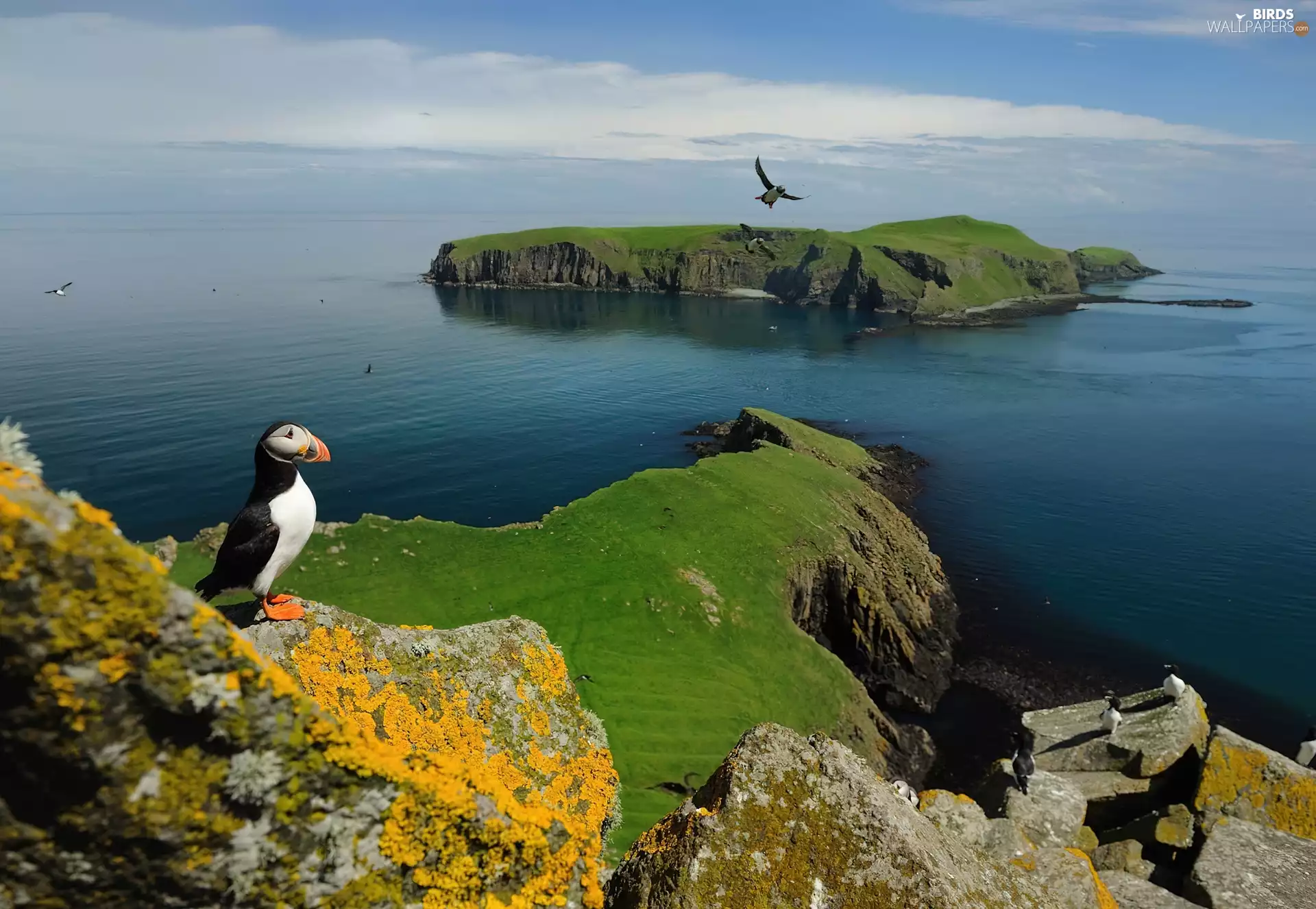 Islands, Bird, Maskonur, Shiant