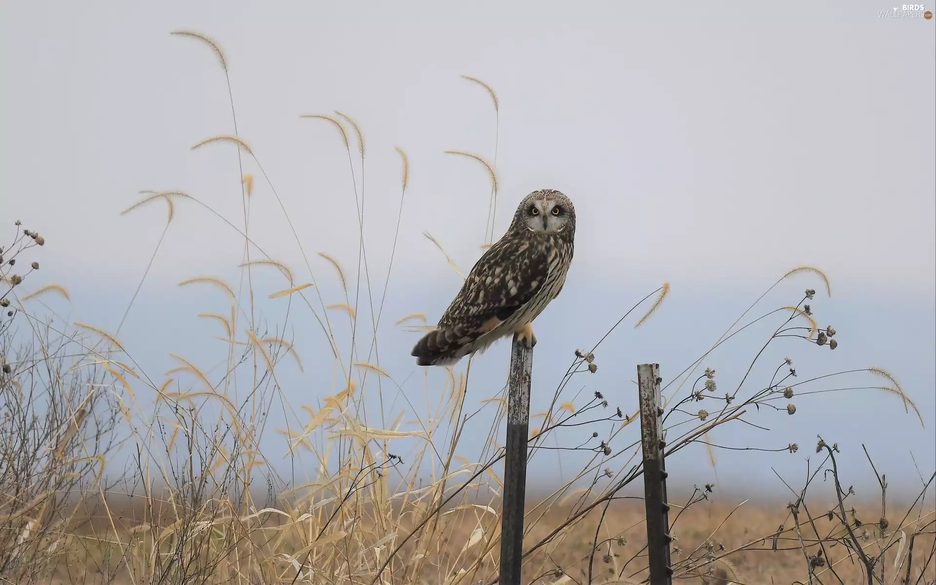 owl, grass, bars, Short-eared Owl