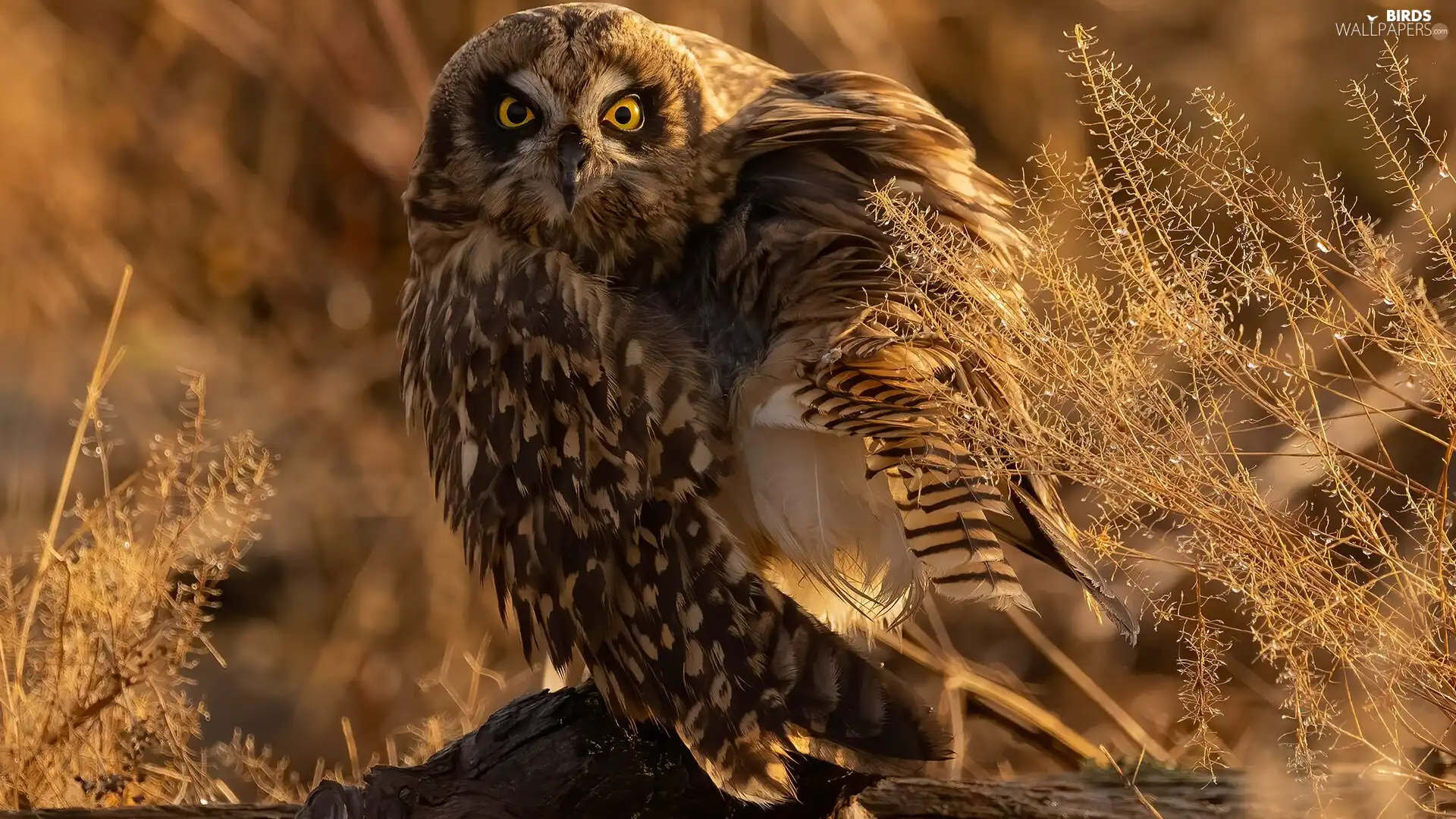 owl, Twigs, Plants, Short-eared Owl