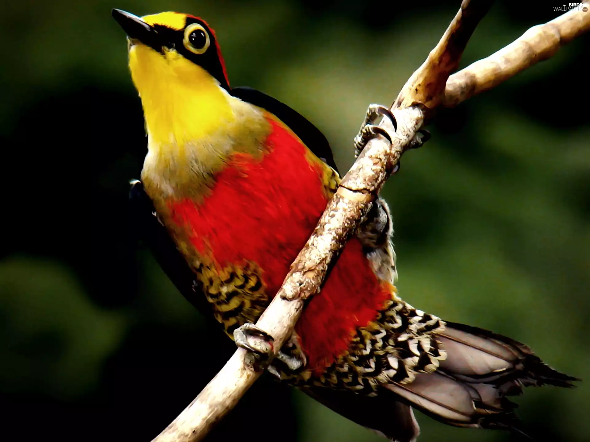 woodpecker, an, branch, sitter