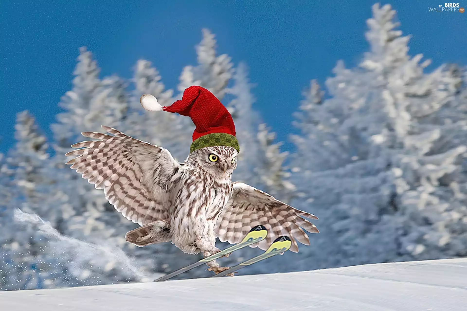 owl, Hat, winter, skis