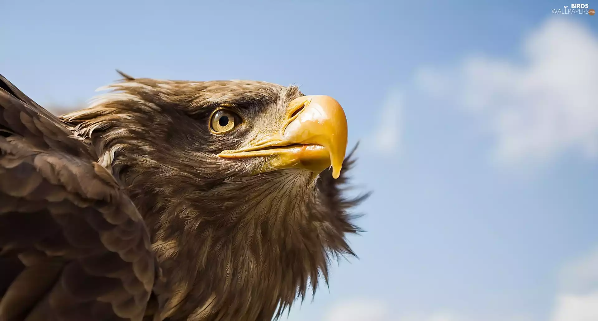 nose, Sky, Drapieżnik, eagle, Bird